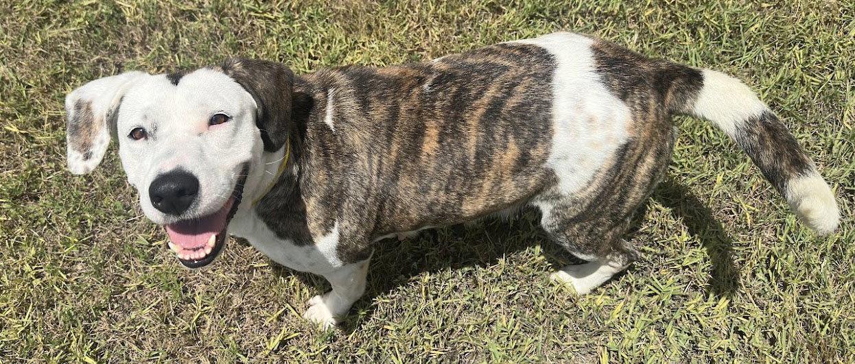 Enlarge Jasmine, a Adoptable mixed breed in Houston, TX image 2/3