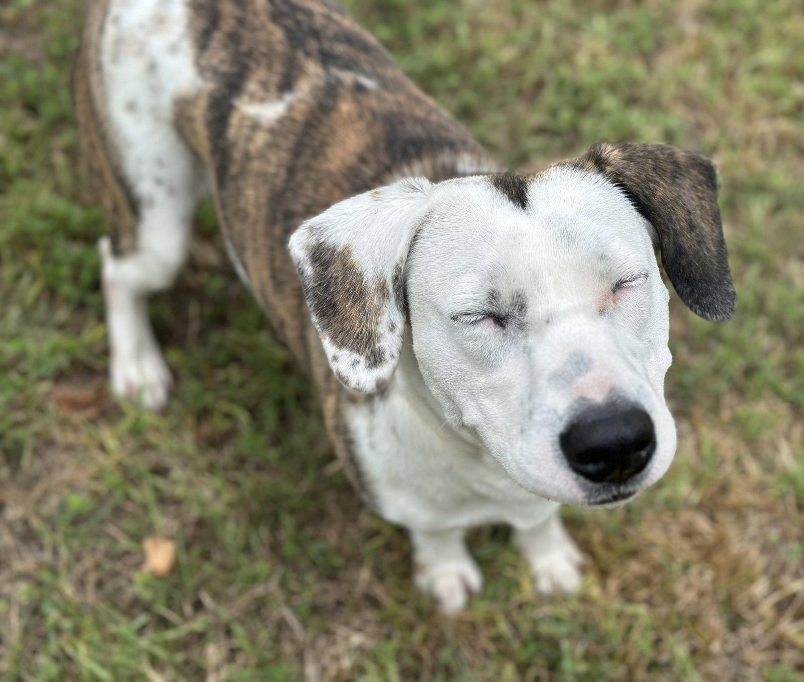 Enlarge Jasmine, a Adoptable mixed breed in Houston, TX image 3/3