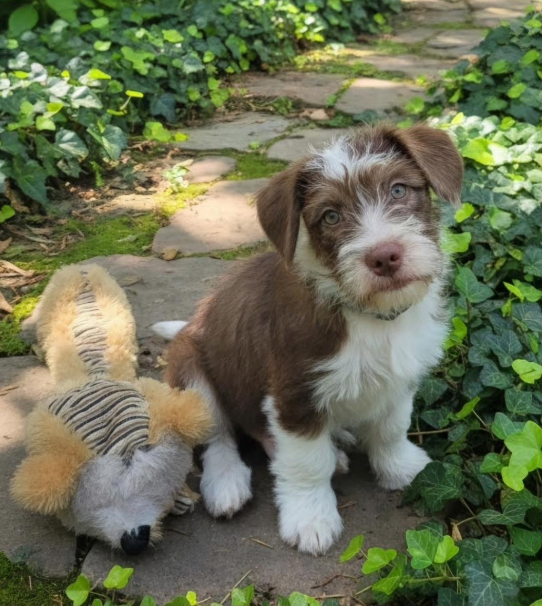 Teddy ruxpin, adopted, Puppy Male French Bulldog & Miniature Poodle.