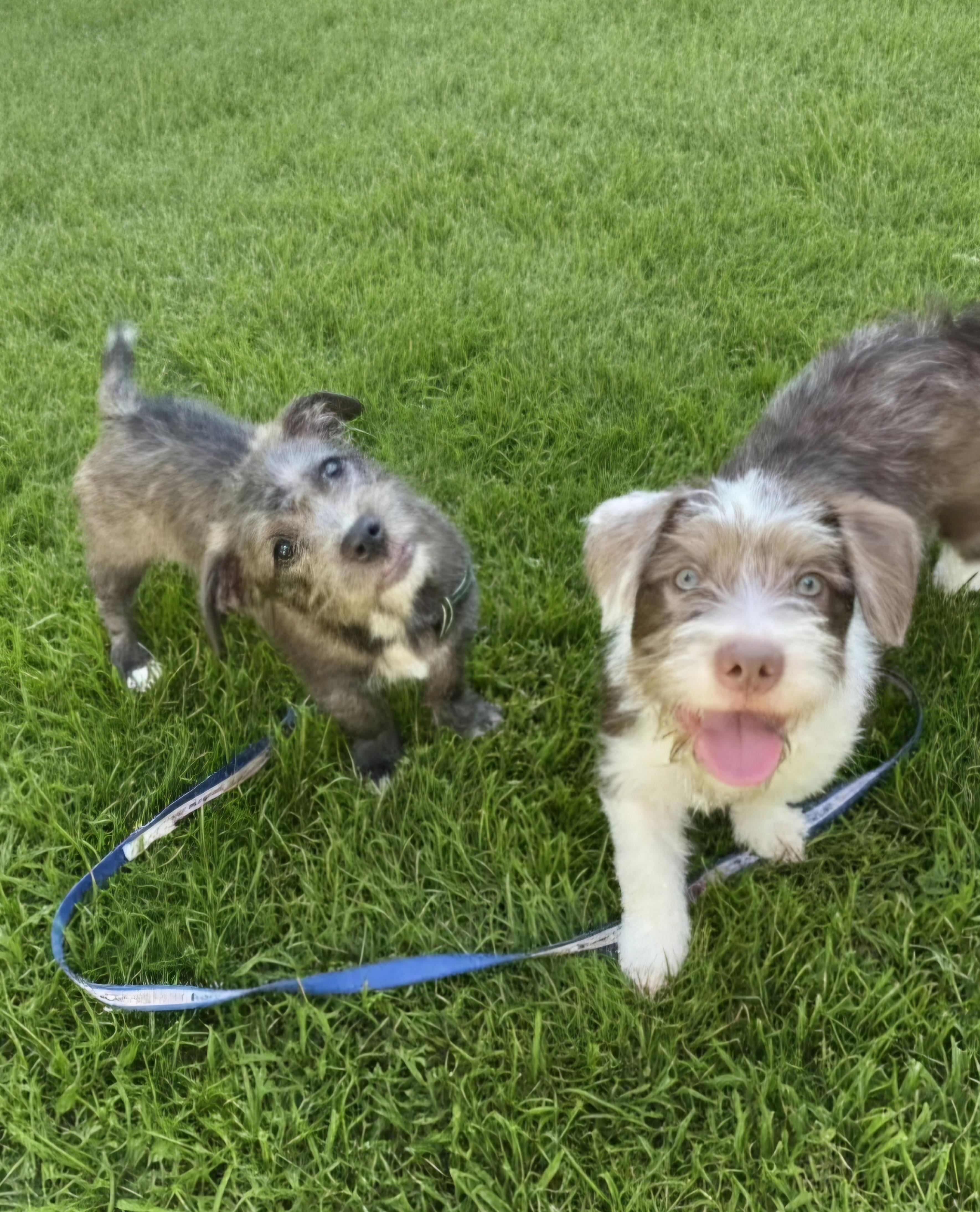 Enlarge Teddy ruxpin, an adopted mixed breed in Hawthorne, CA image 2/2