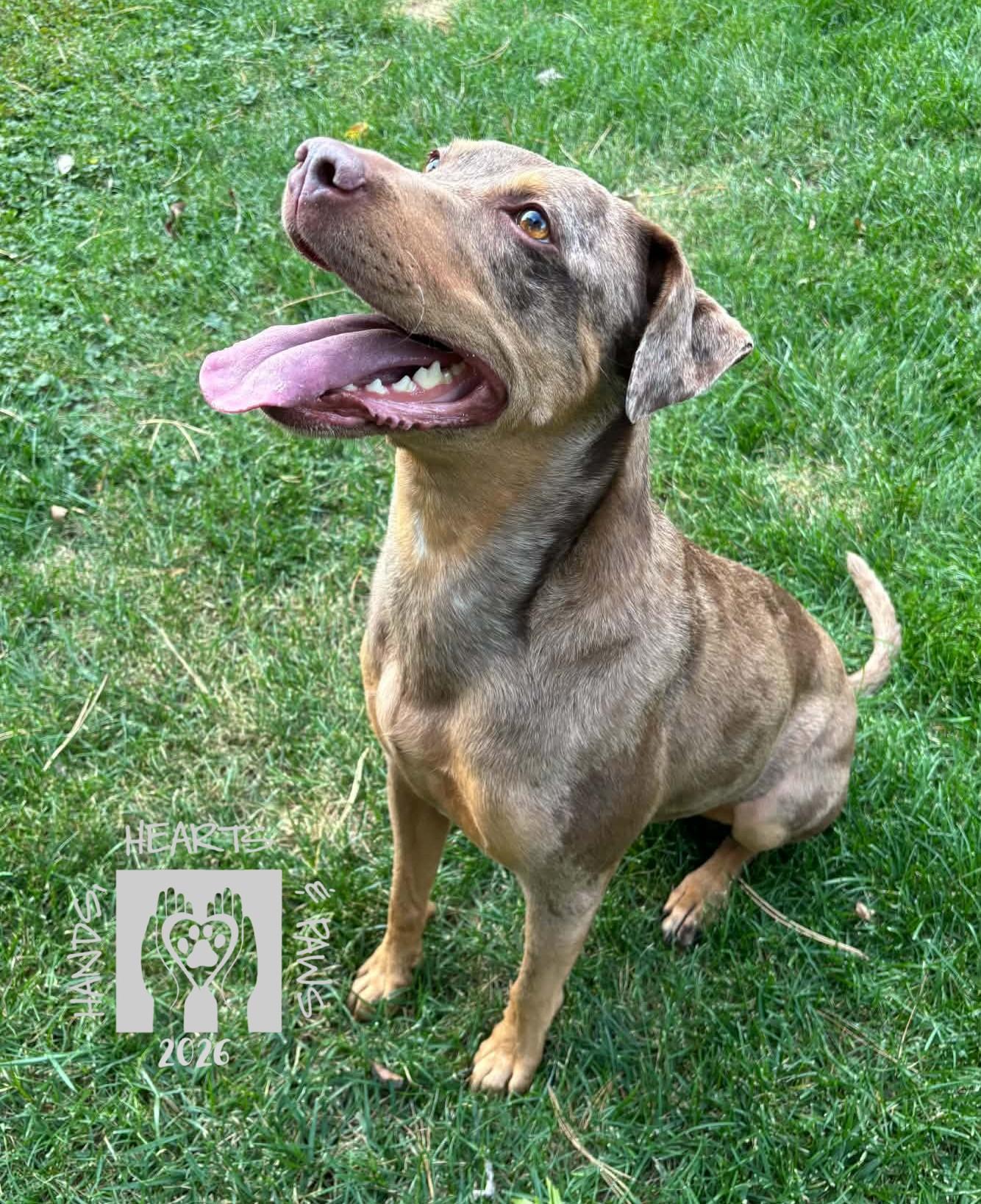 Enlarge Lauper, a Adoptable mixed breed in Omaha, NE image 2/3