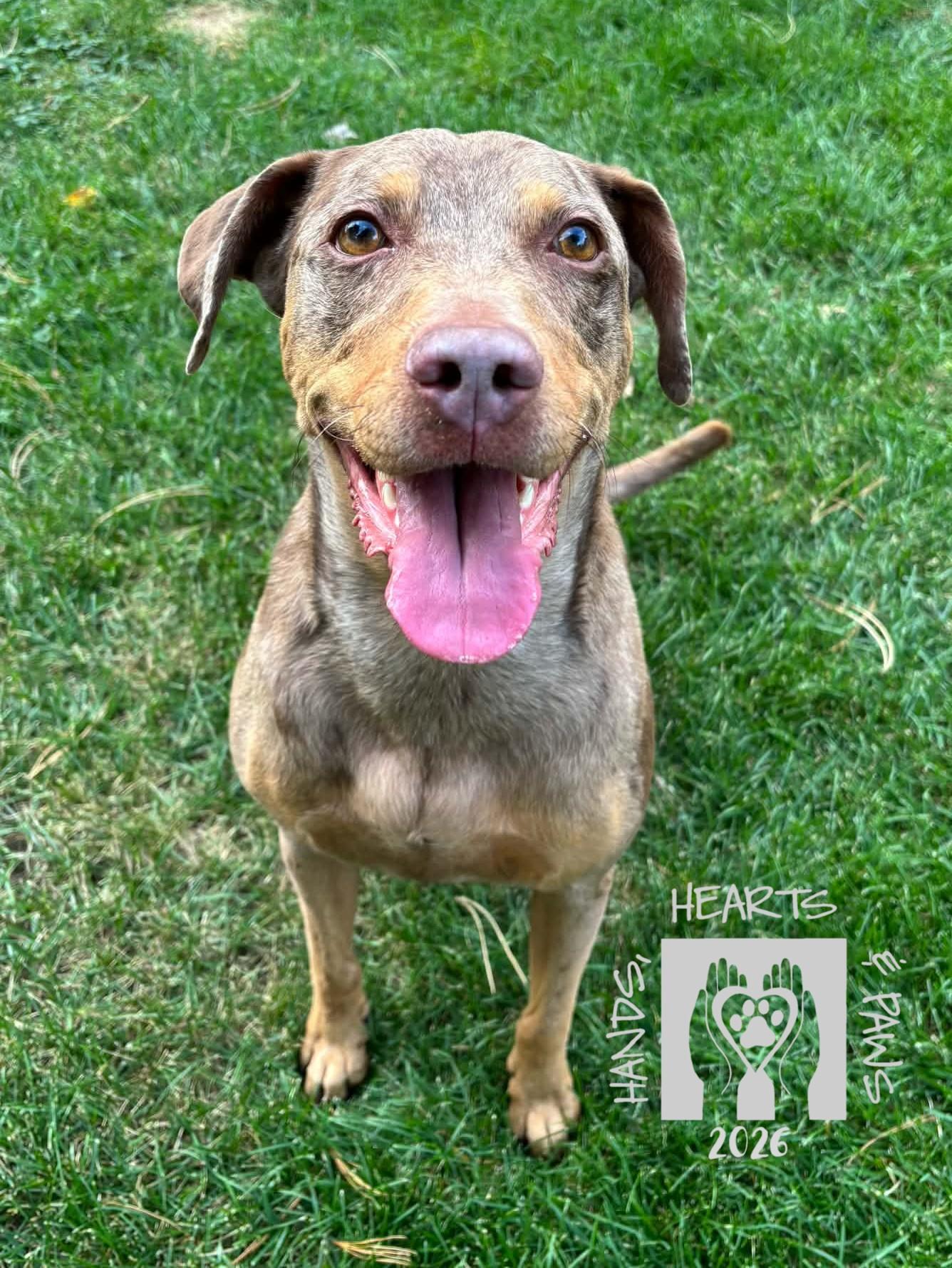 Enlarge Lauper, a Adoptable mixed breed in Omaha, NE image 1/3