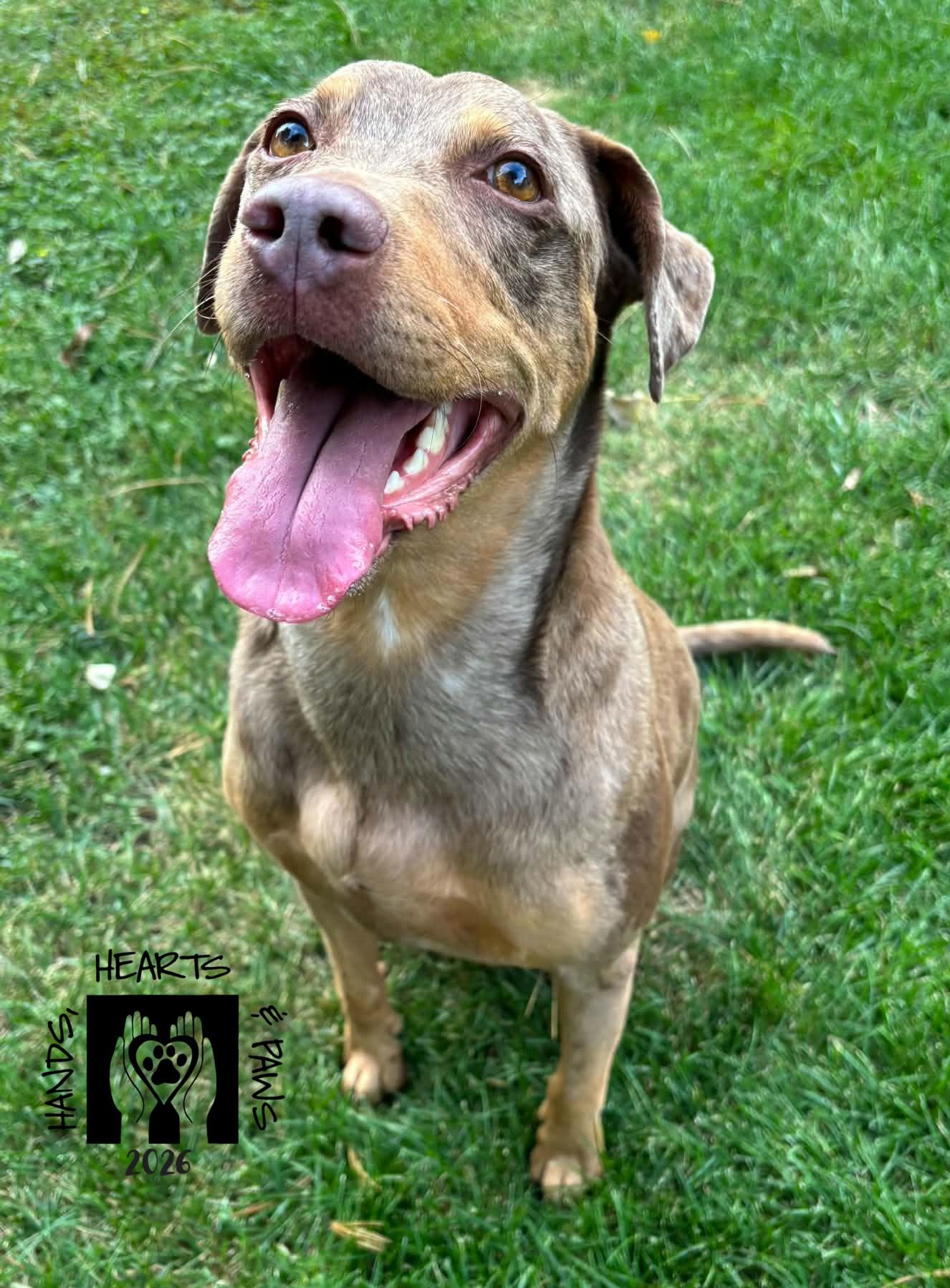 Enlarge Lauper, a Adoptable mixed breed in Omaha, NE image 3/3