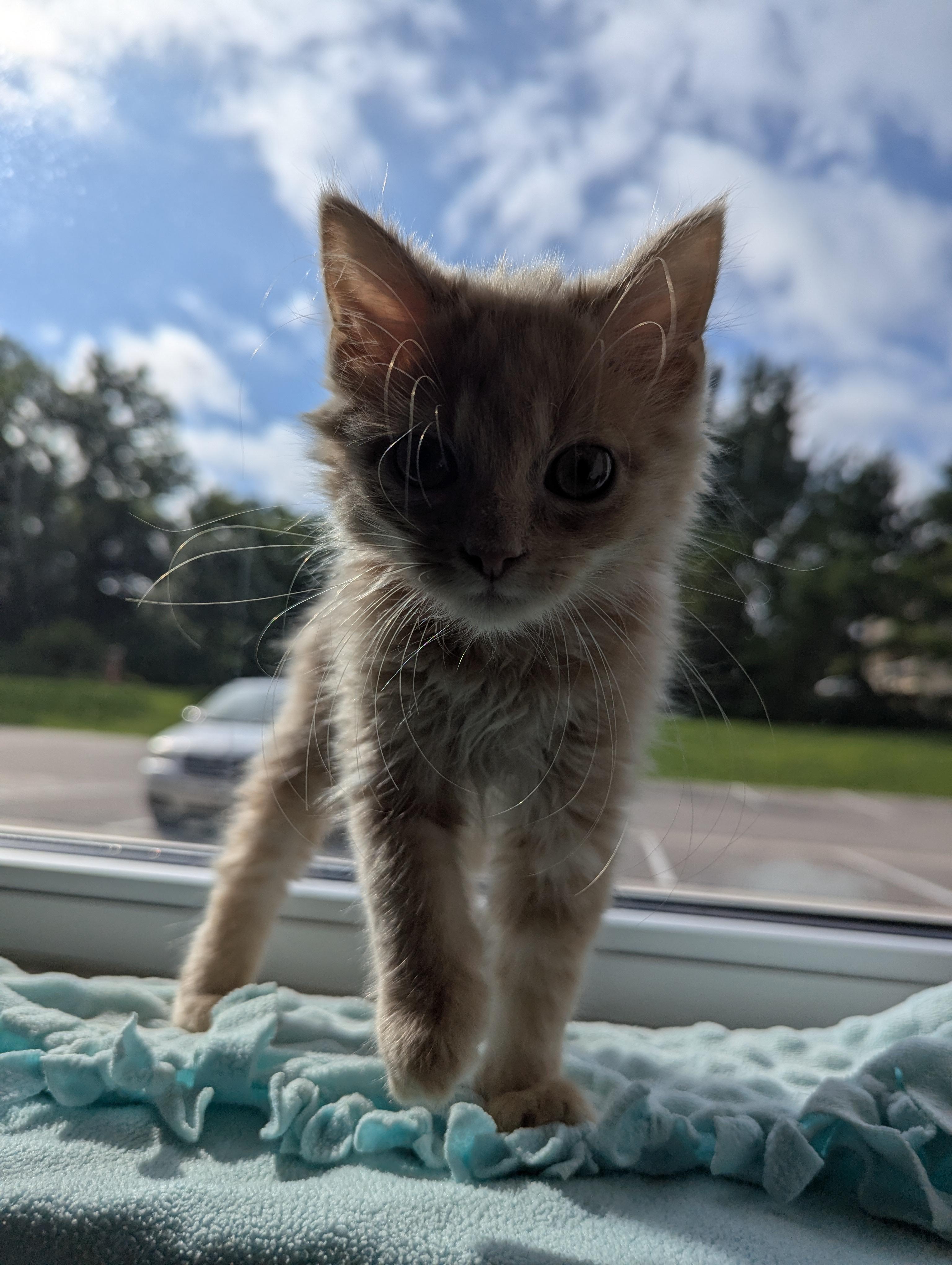 Lincoln