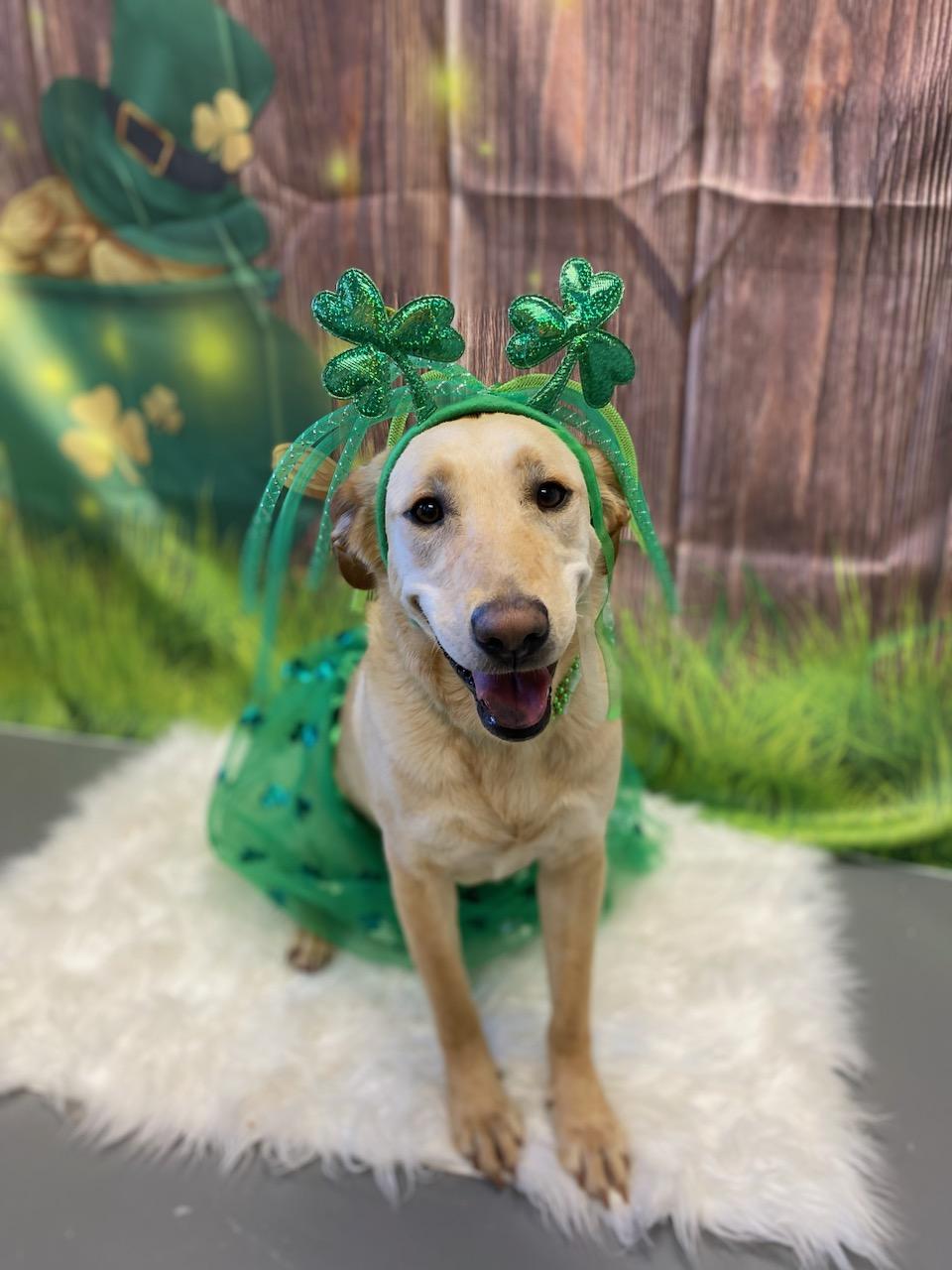 Enlarge Maggie, a ADOPTABLE Labrador Retriever in Burgaw, NC image 3/3