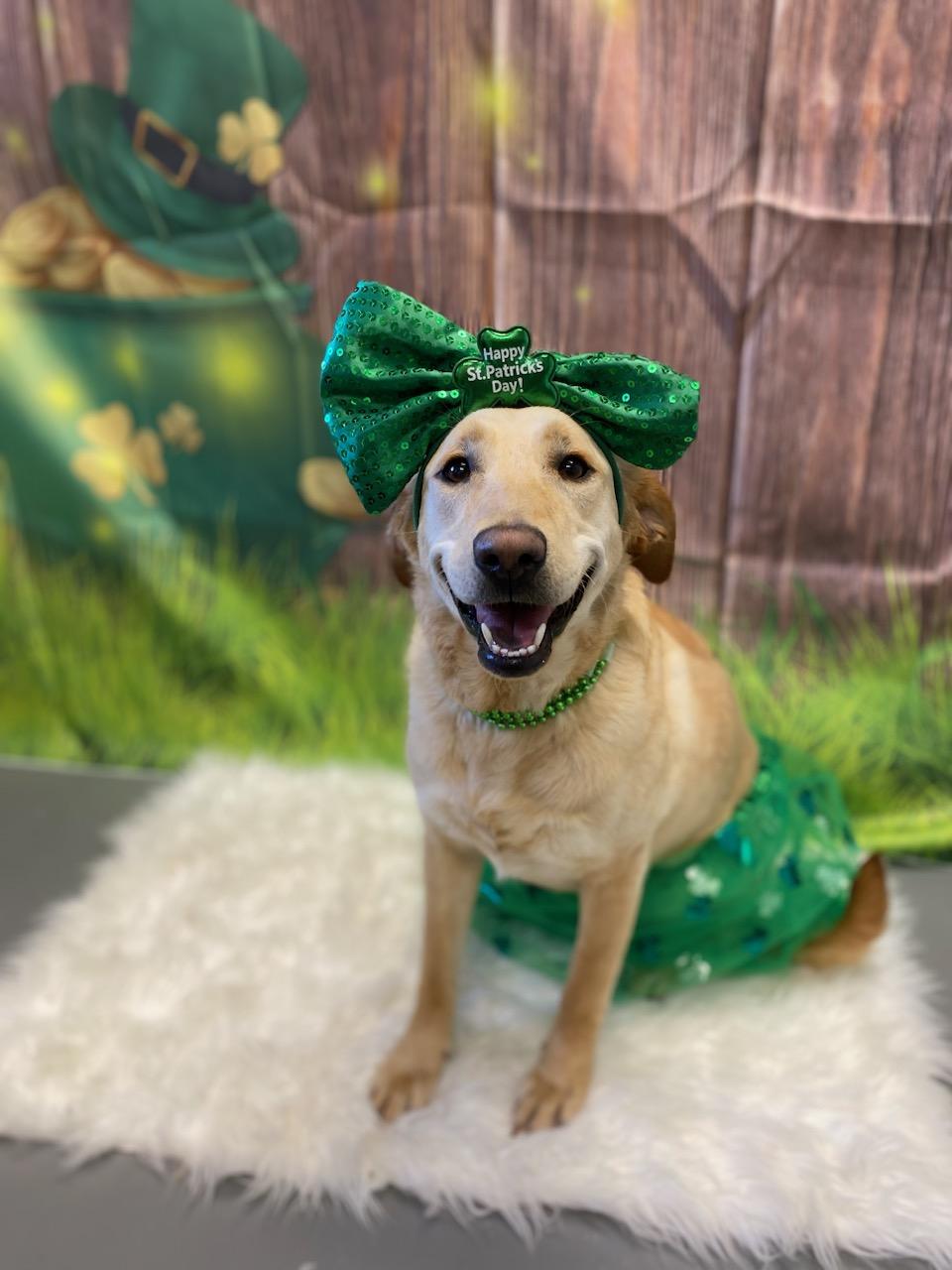 Maggie, ADOPTABLE, Young Female Labrador Retriever.