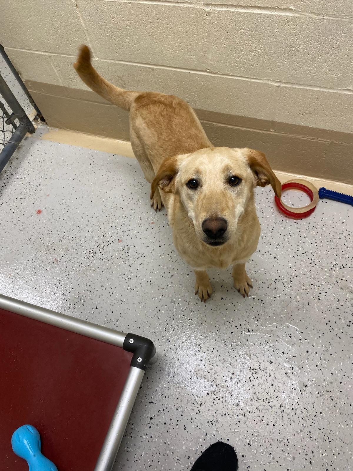 Maggie, ADOPTABLE, Young Female Labrador Retriever.