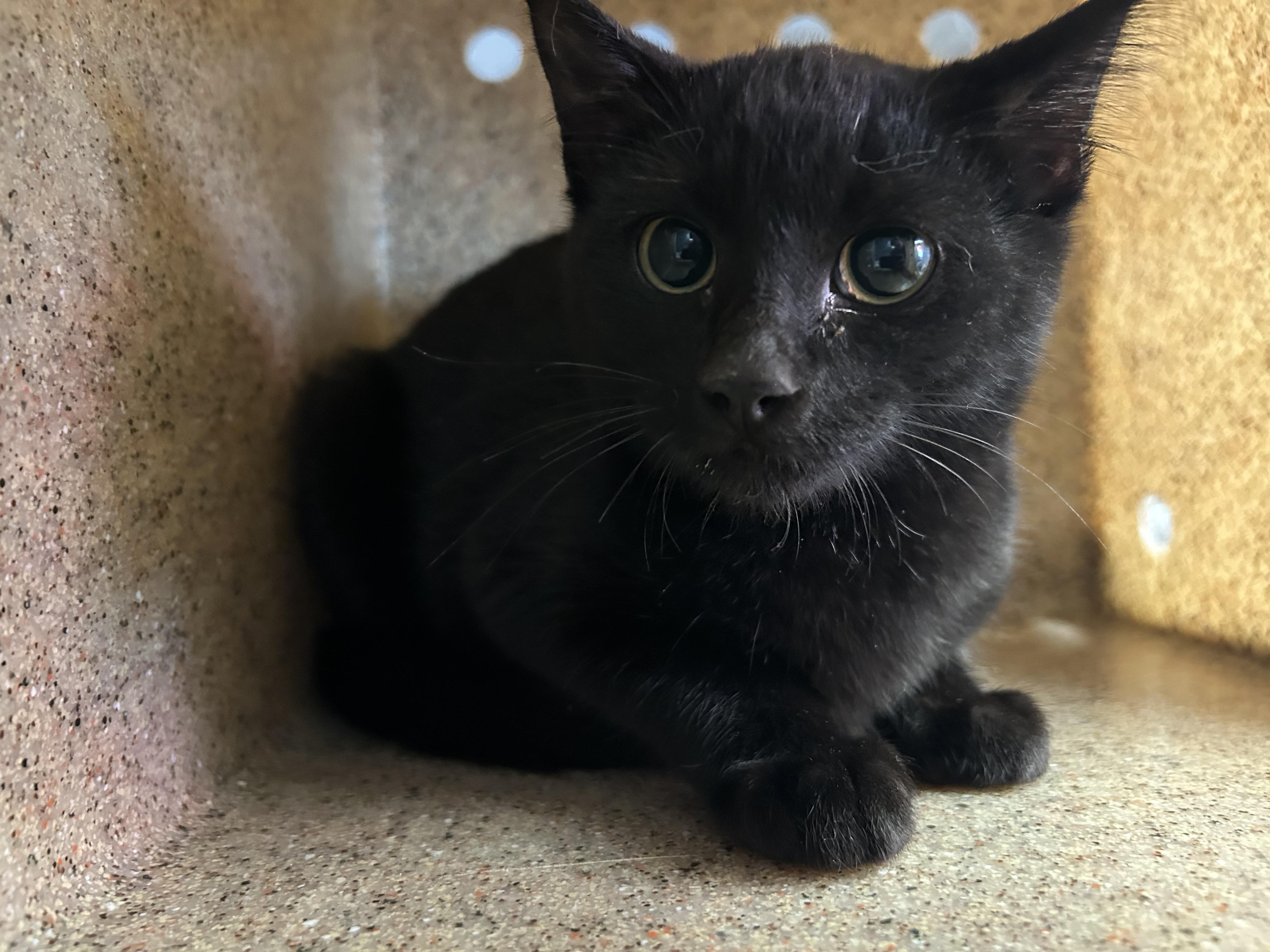 Minou, adopted, Young Male Domestic Short Hair.