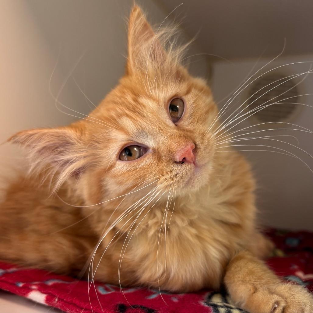 Nutmeg, Adoptable, Kitten Female Domestic Long Hair.