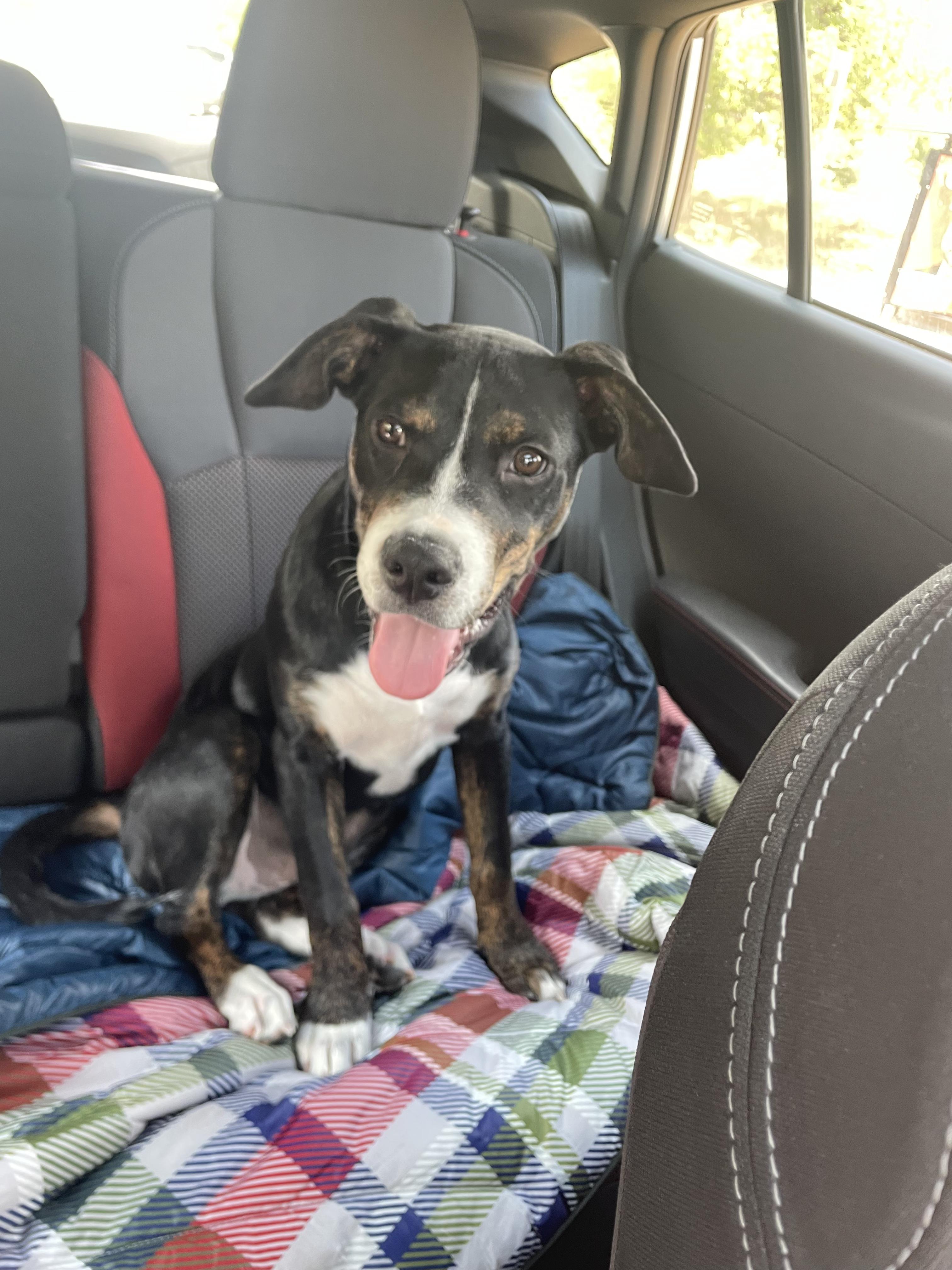 Archer, a Adoptable mixed breed in Commerce City, CO image 2/6