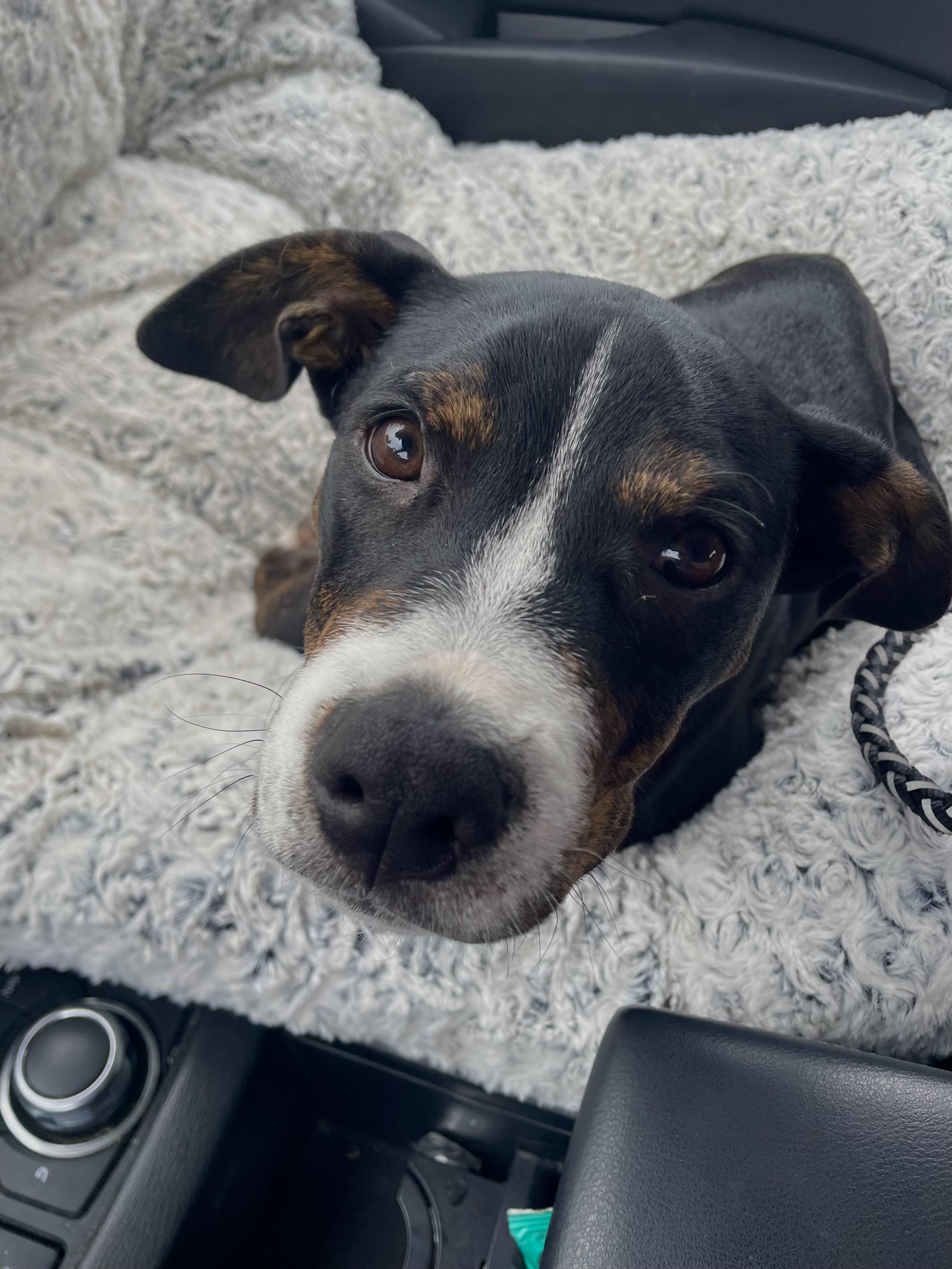 Archer, a Adoptable mixed breed in Commerce City, CO image 6/6