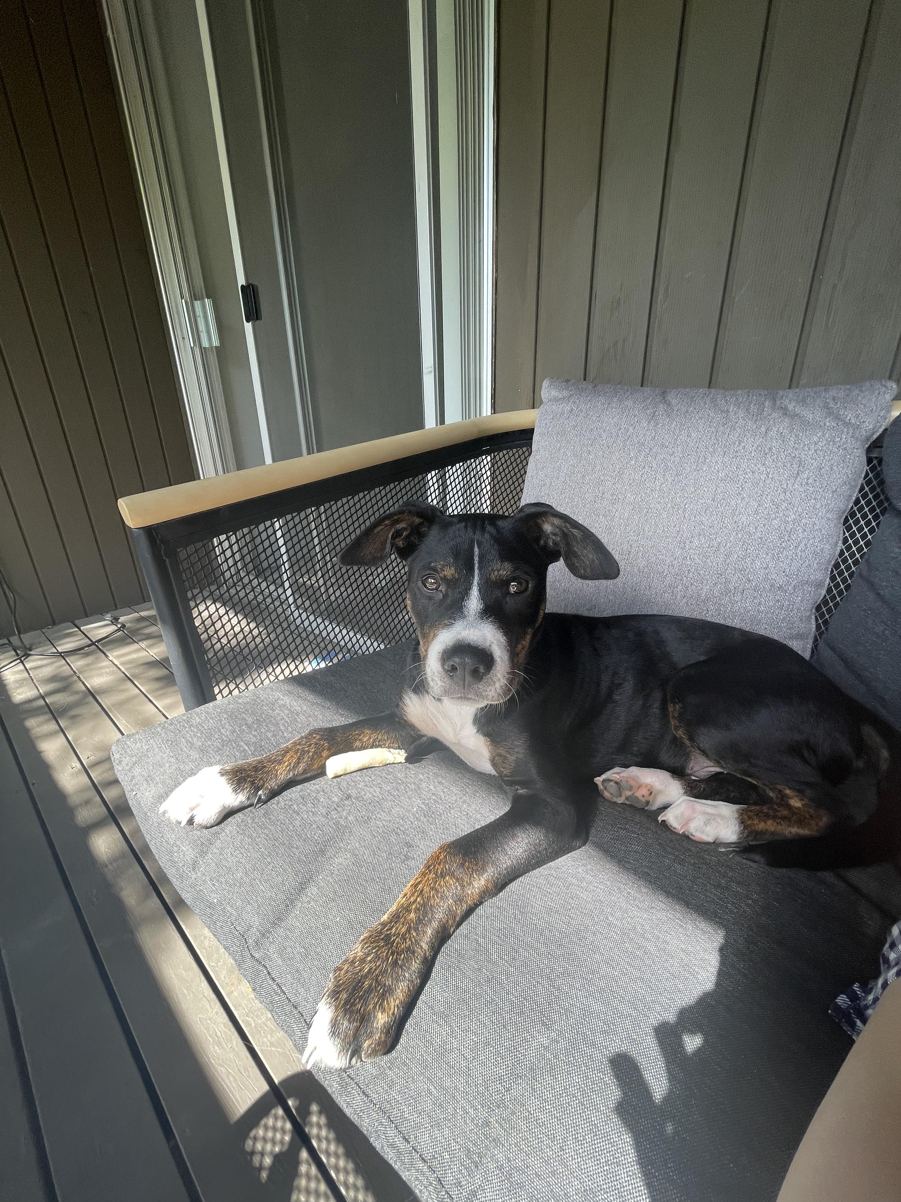 Archer, Adoptable, Puppy Male American Staffordshire Terrier.