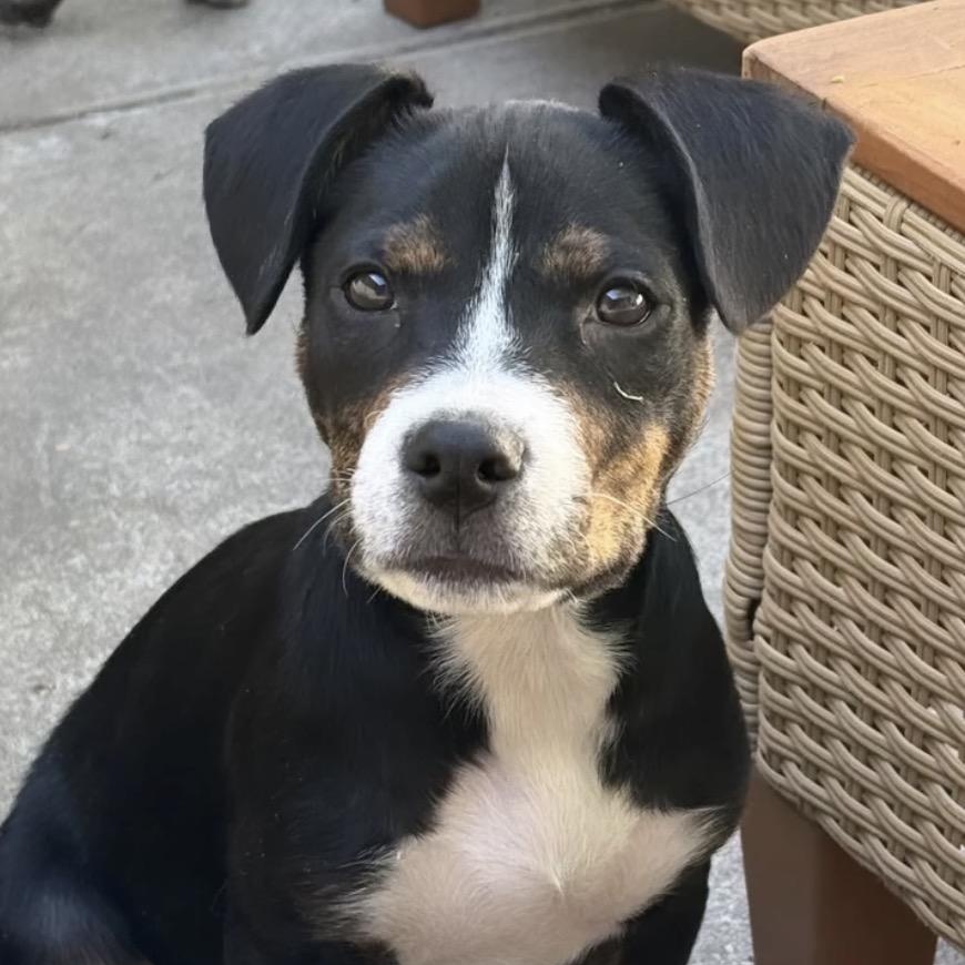 Archer, a Adoptable mixed breed in Commerce City, CO image 3/6