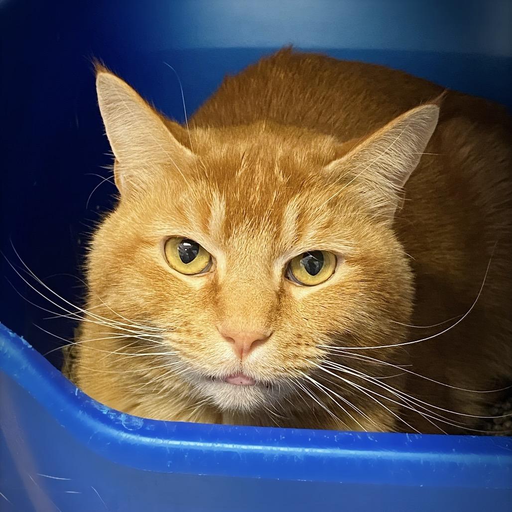 Marshmellow "Max", Adoptable, Adult Male Domestic Short Hair.