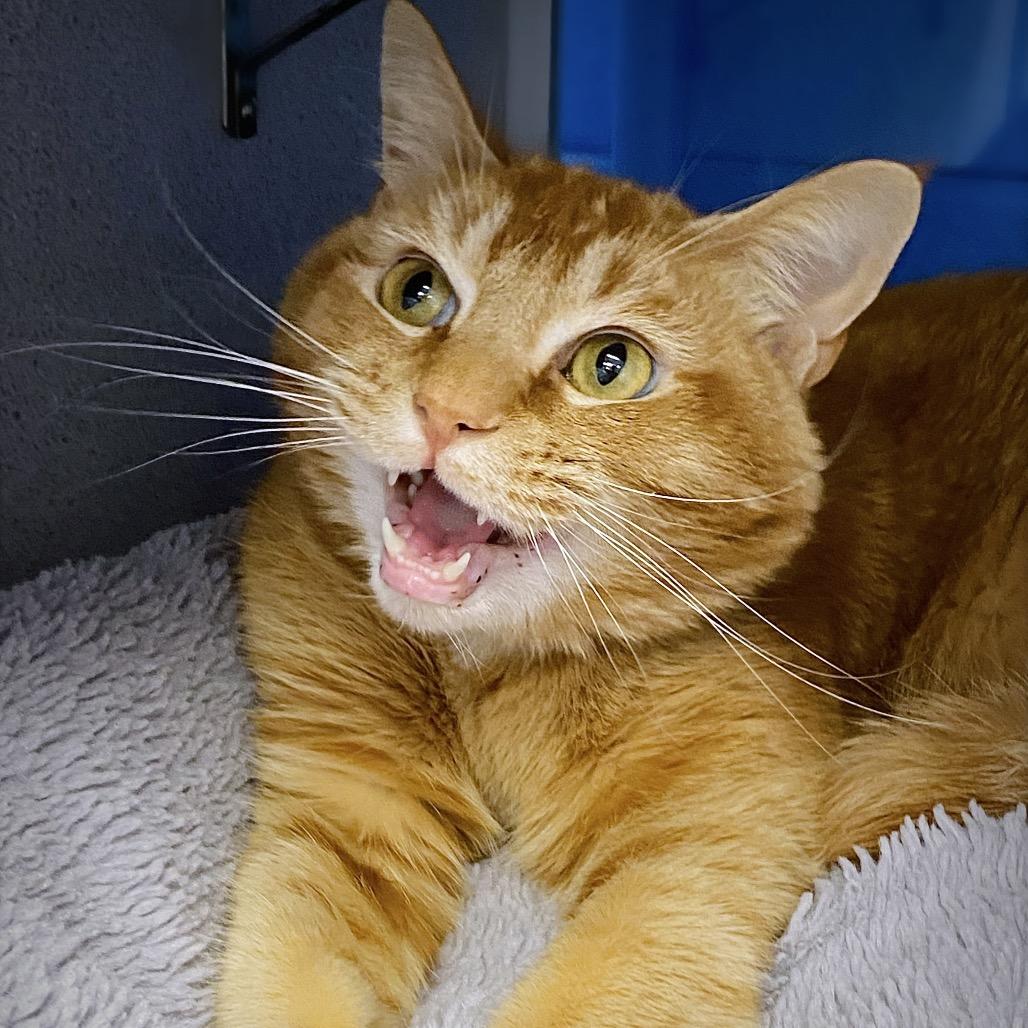 Enlarge Marshmellow "Max", a Adoptable Domestic Short Hair in Huntsville, AL image 2/6