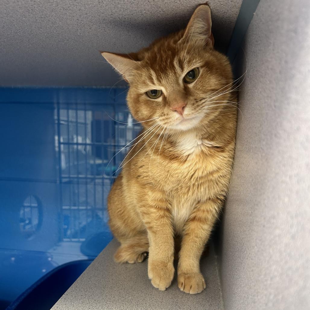 Enlarge Marshmellow "Max", a Adoptable Domestic Short Hair in Huntsville, AL image 3/6