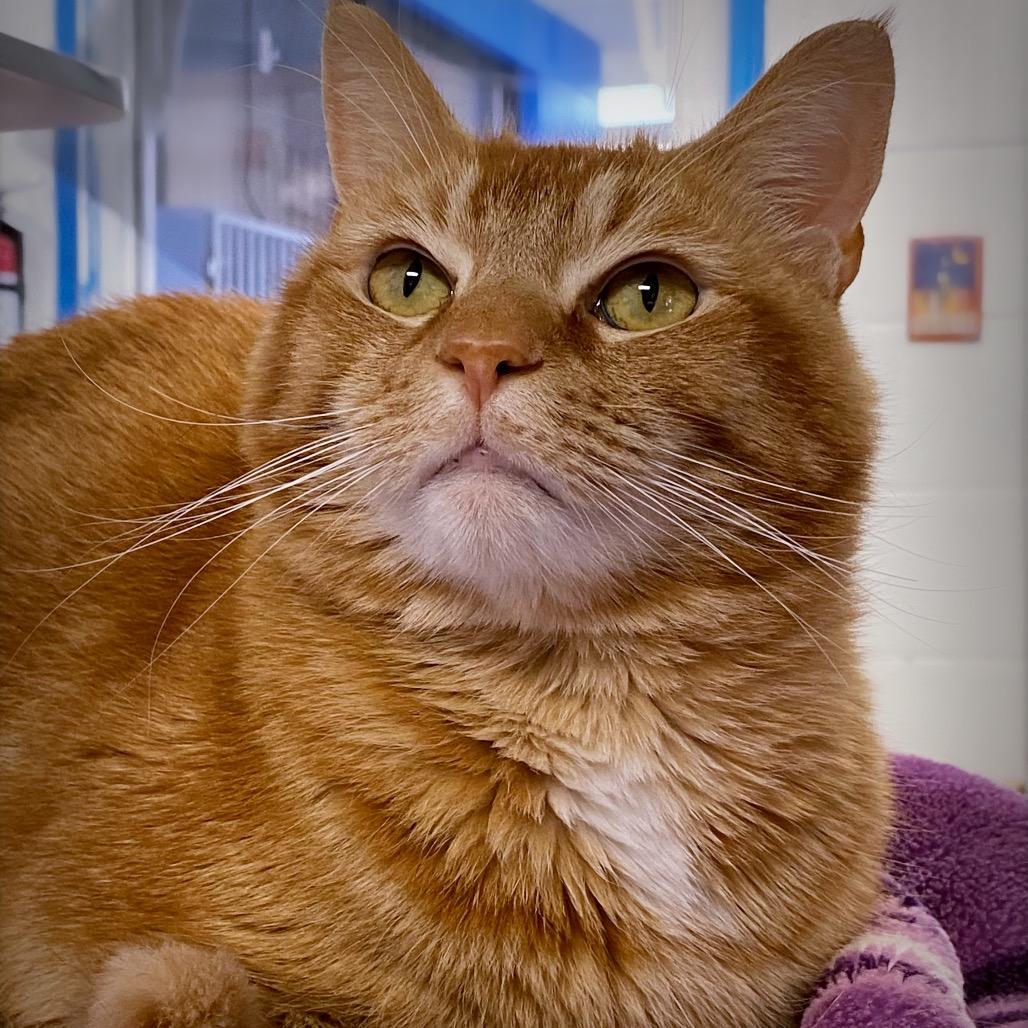 Enlarge Marshmellow "Max", a Adoptable Domestic Short Hair in Huntsville, AL image 4/6