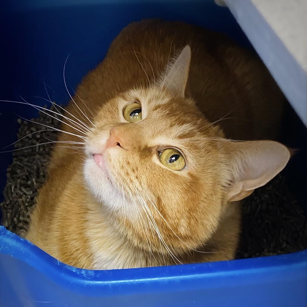 Enlarge Marshmellow "Max", a Adoptable Domestic Short Hair in Huntsville, AL image 5/6