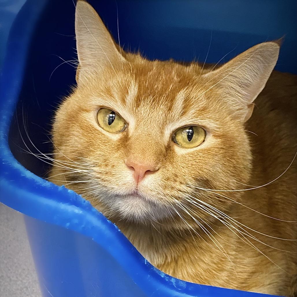 Enlarge Marshmellow "Max", a Adoptable Domestic Short Hair in Huntsville, AL image 6/6