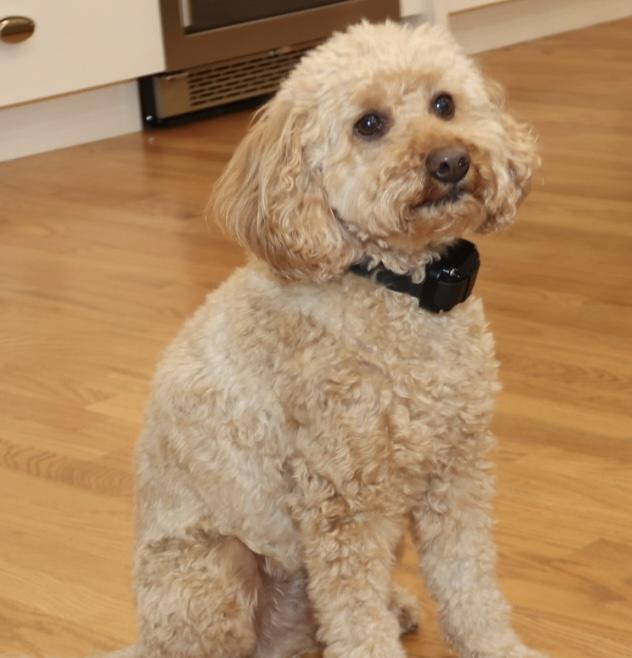 Ziggy, ADOPTABLE, Adult Male Goldendoodle.