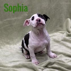 Sophia, adopted, Puppy Female American Staffordshire Terrier.