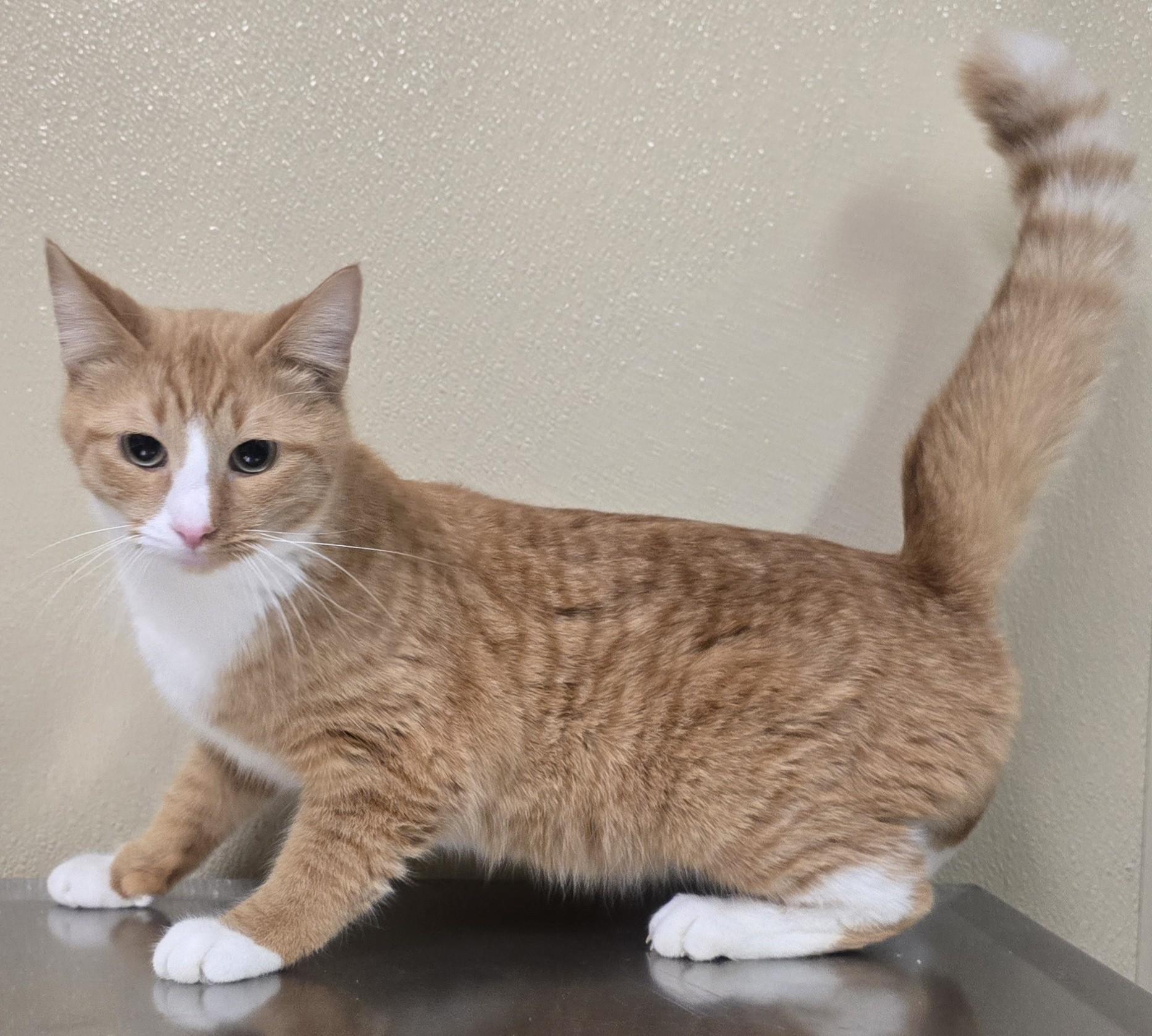 Toby, Adoptable, Young Male Domestic Short Hair.