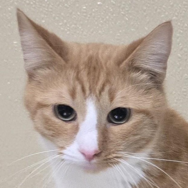 Toby, Adoptable, Young Male Domestic Short Hair.