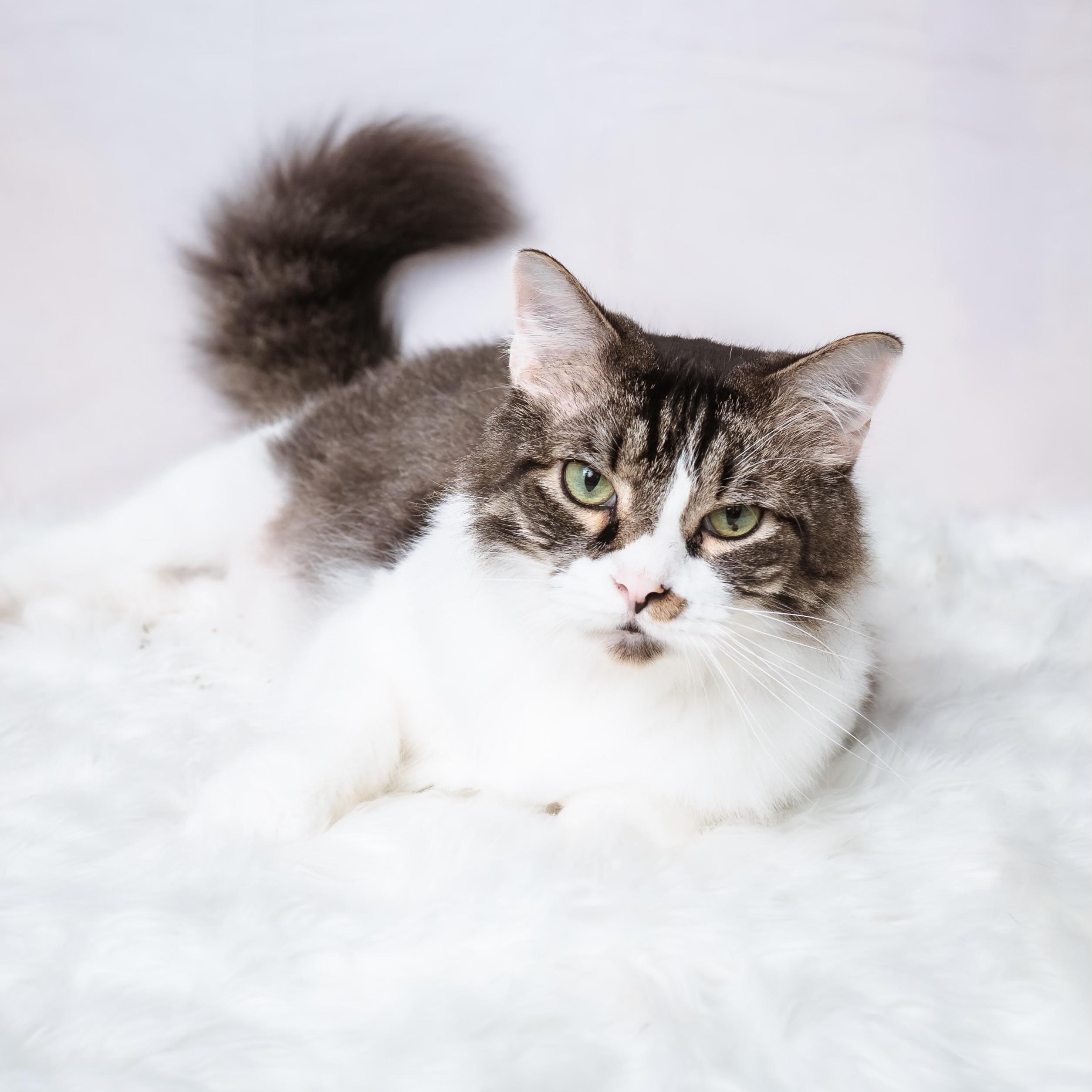 Pepper, Adoptable, Adult Male Domestic Long Hair & Maine Coon.