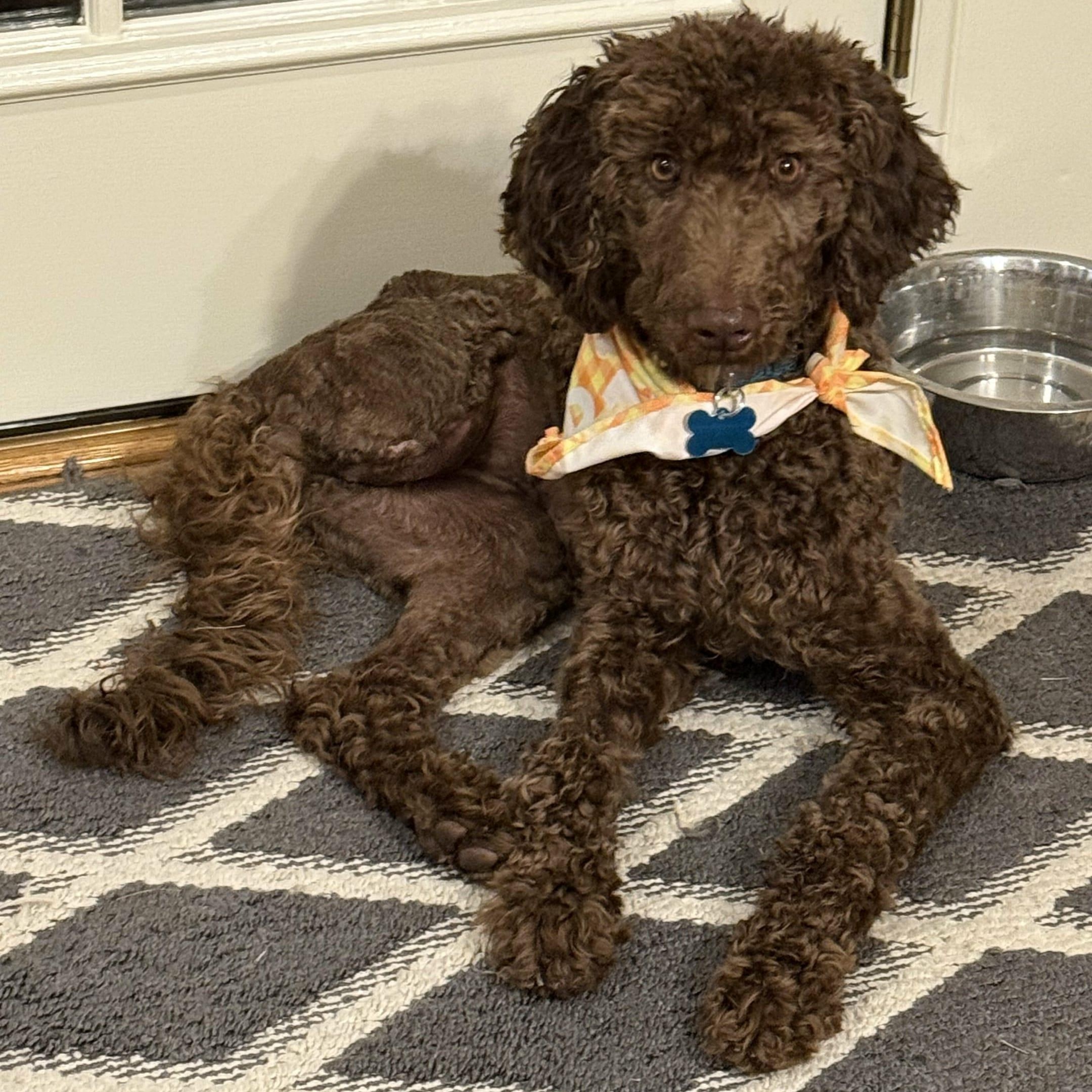 Enlarge Cocoa, a Adopted Poodle in Helena, AL image 1/5