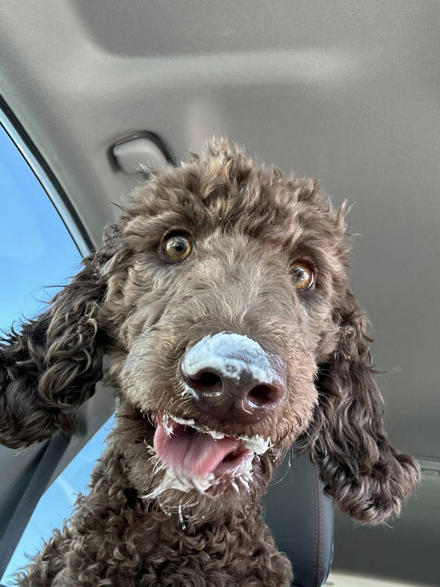 Enlarge Cocoa, a Adopted Poodle in Helena, AL image 2/5