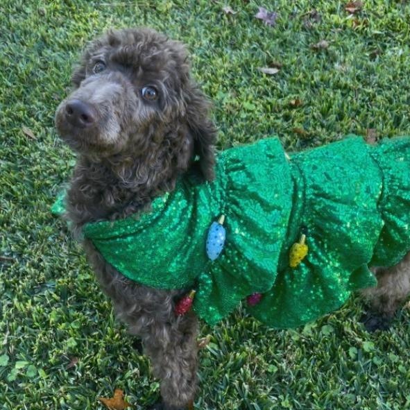 Enlarge Cocoa, a Adopted Poodle in Helena, AL image 5/5