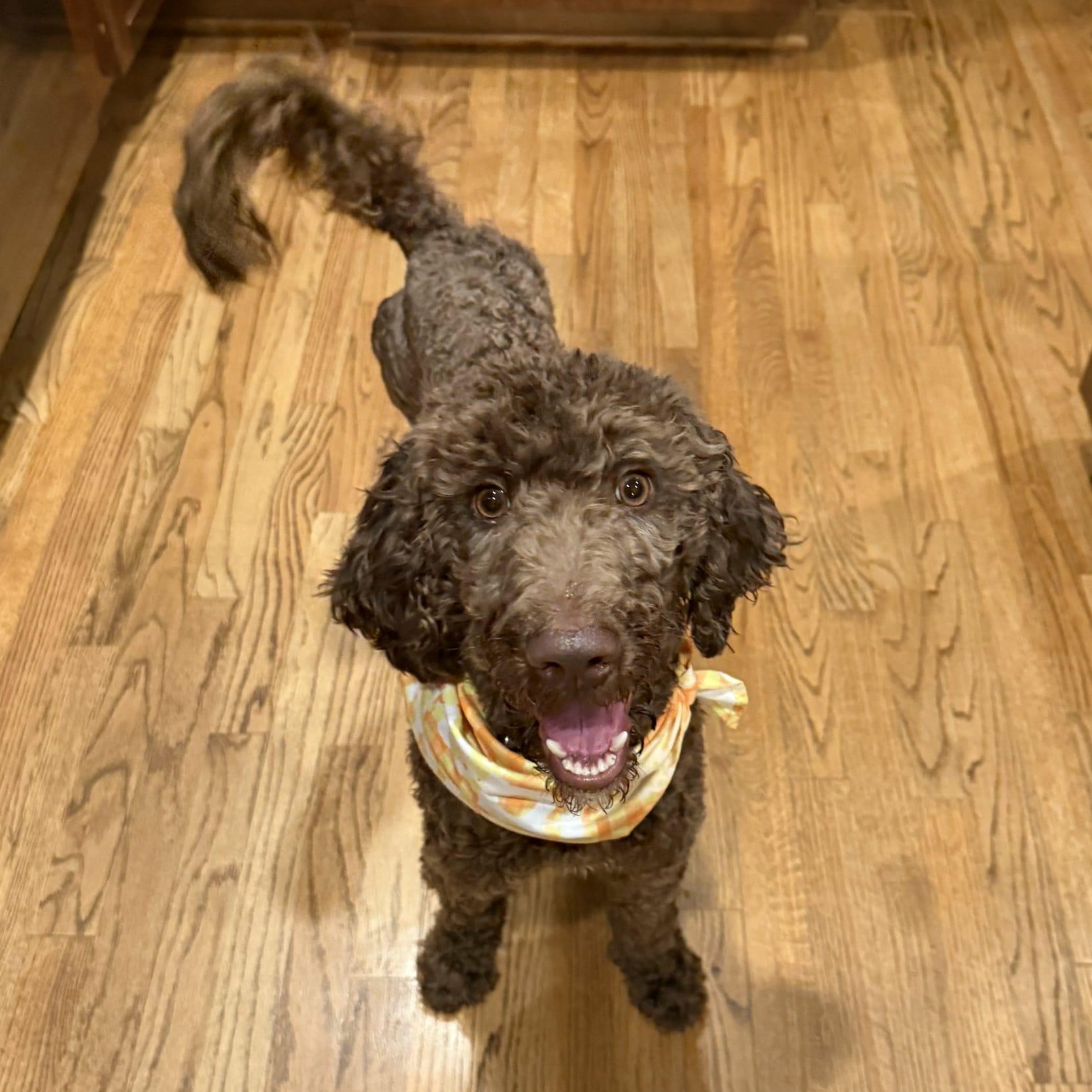 Enlarge Cocoa, a Adopted Poodle in Helena, AL image 3/5