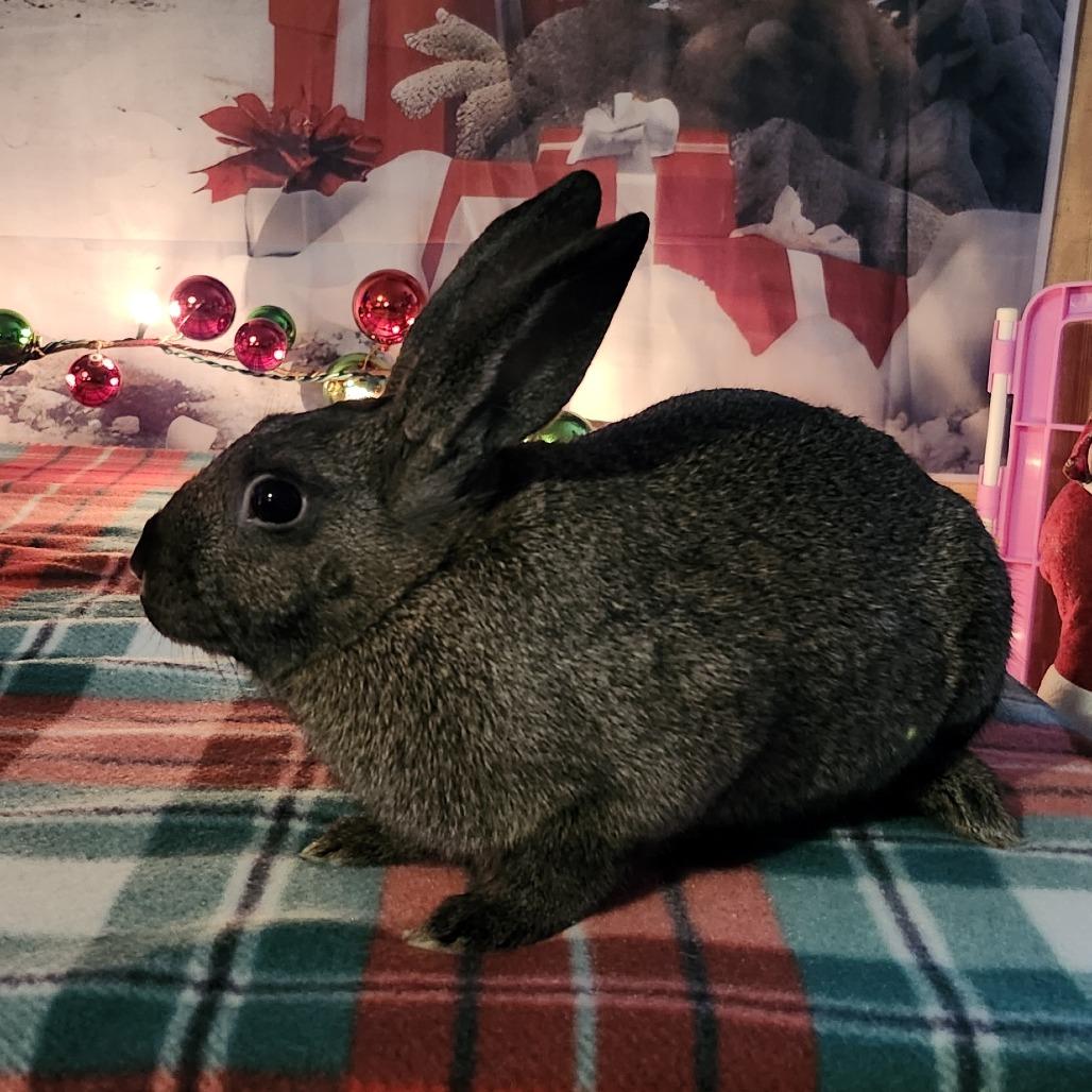 Hufflepuff, a Adoptable Dutch in Baltimore, MD image 2/5