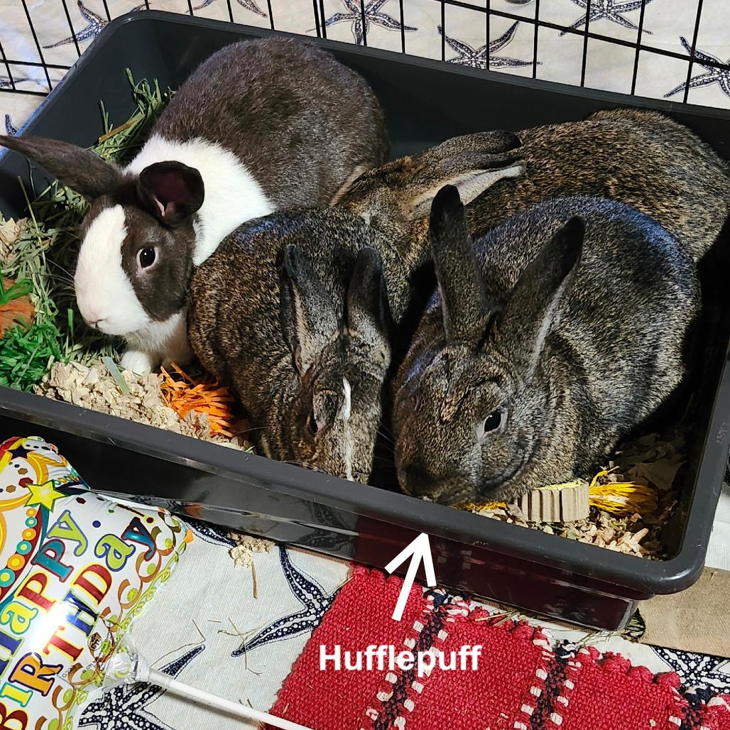 Hufflepuff, a Adoptable Dutch in Baltimore, MD image 3/5