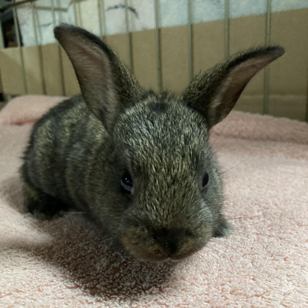 Hufflepuff, a Adoptable Dutch in Baltimore, MD image 4/5