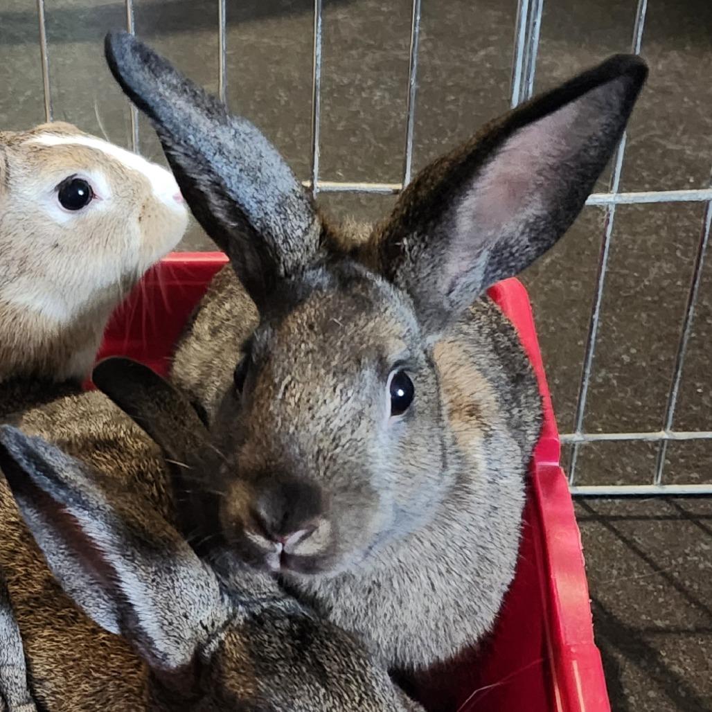 Hufflepuff, a Adoptable Dutch in Baltimore, MD image 4/5