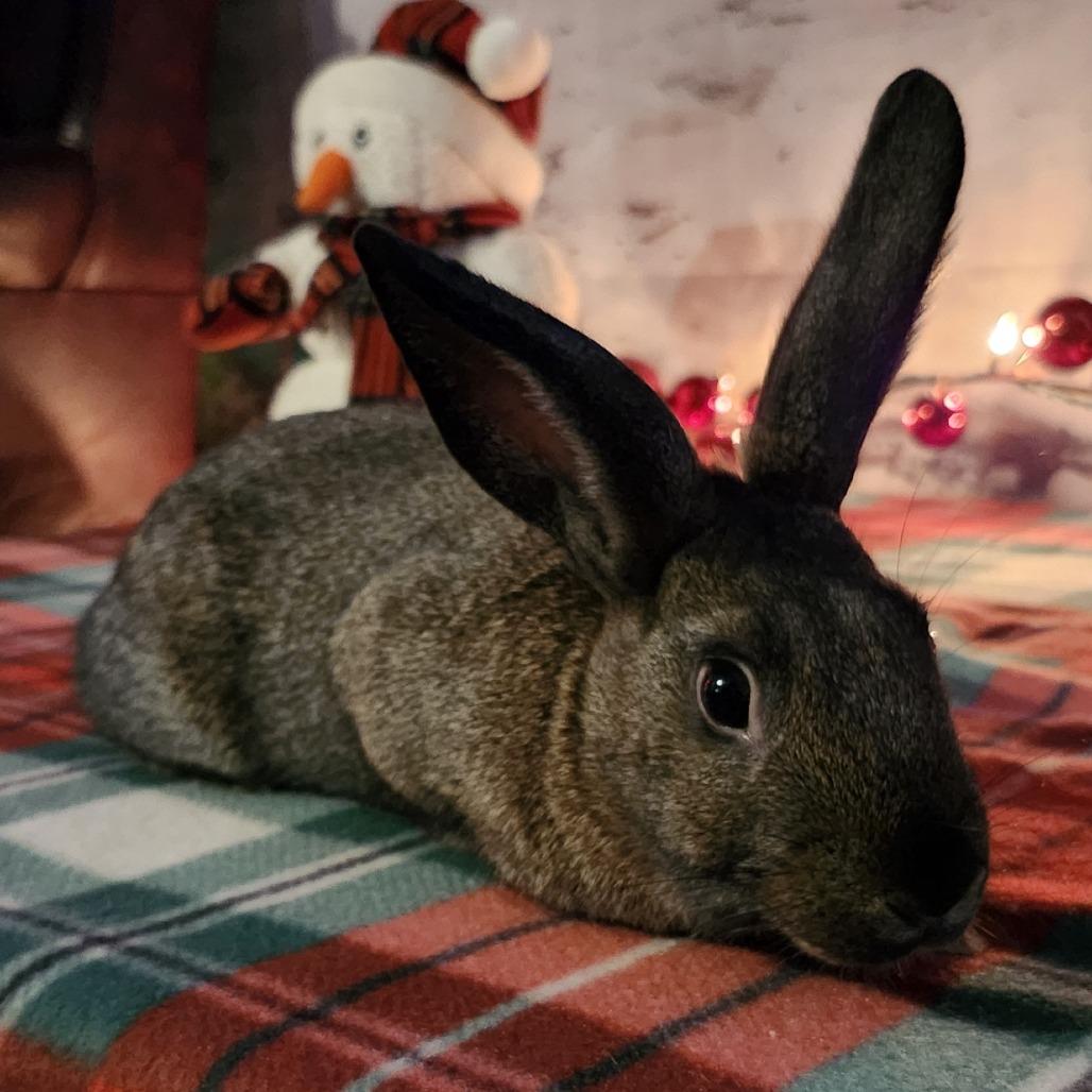 Hufflepuff, a Adoptable Dutch in Baltimore, MD image 5/5