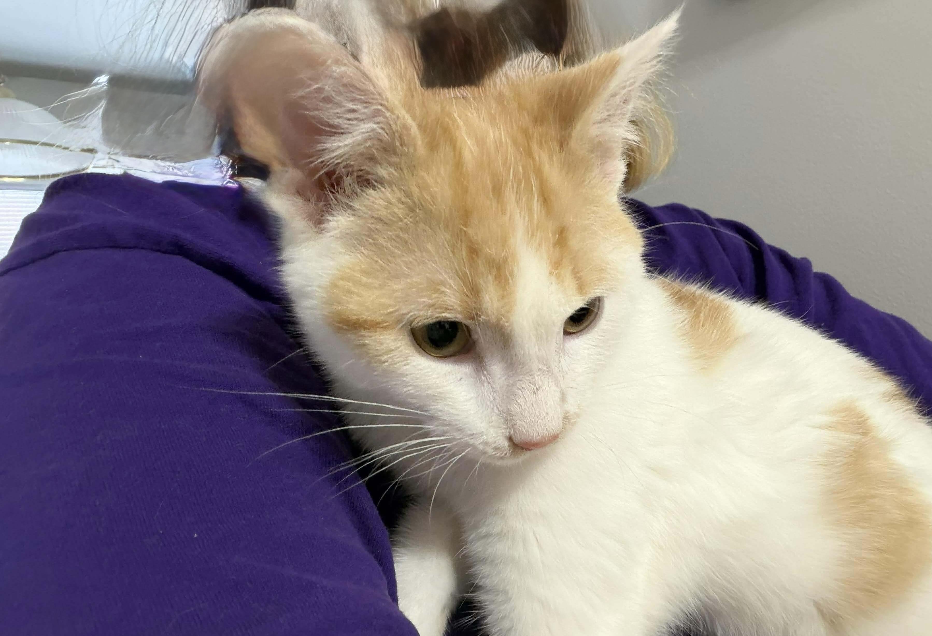 Enlarge Waylon, an adopted Domestic Short Hair in Houghton Lake, MI image 3/4