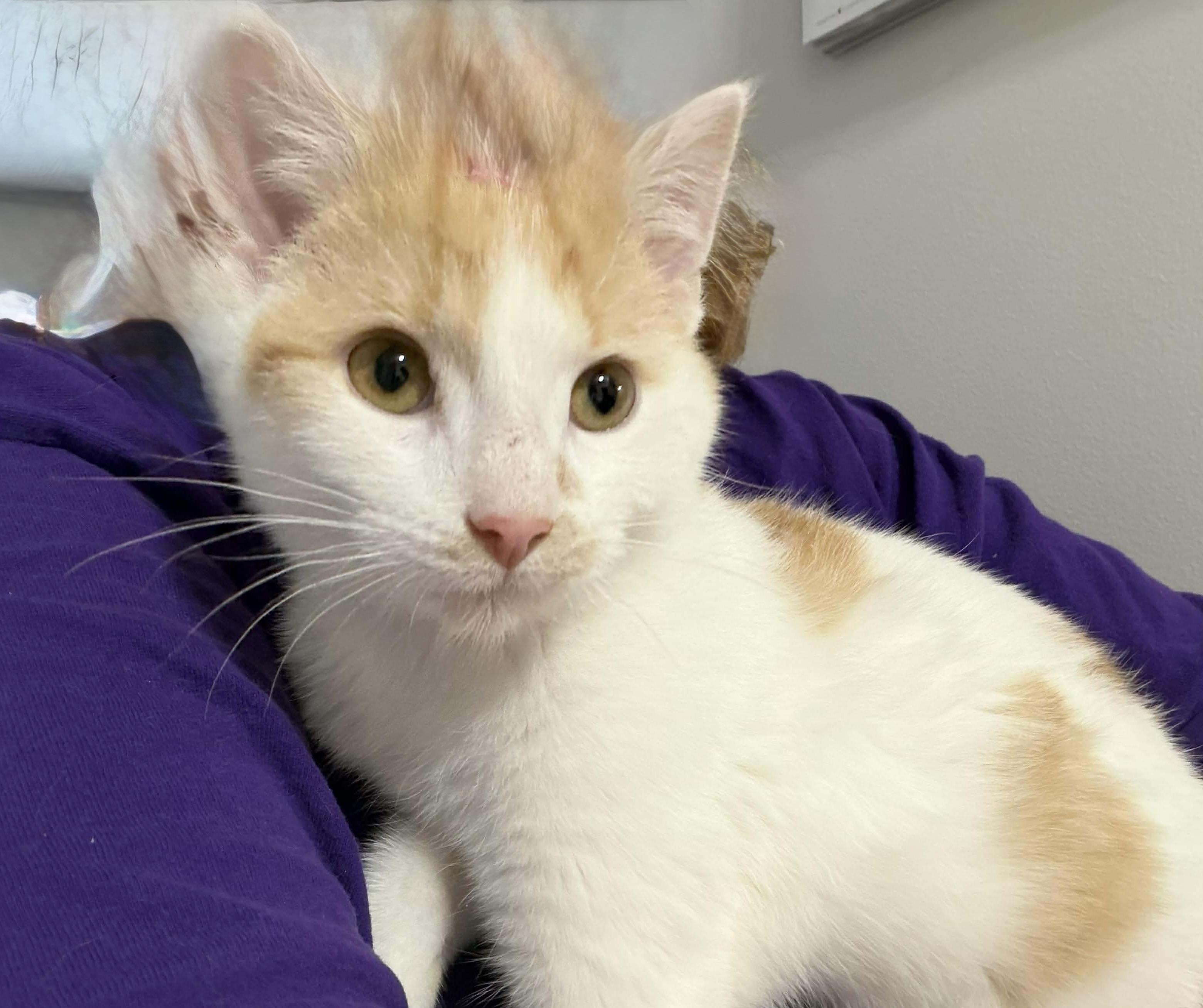 Enlarge Waylon, an adopted Domestic Short Hair in Houghton Lake, MI image 4/4