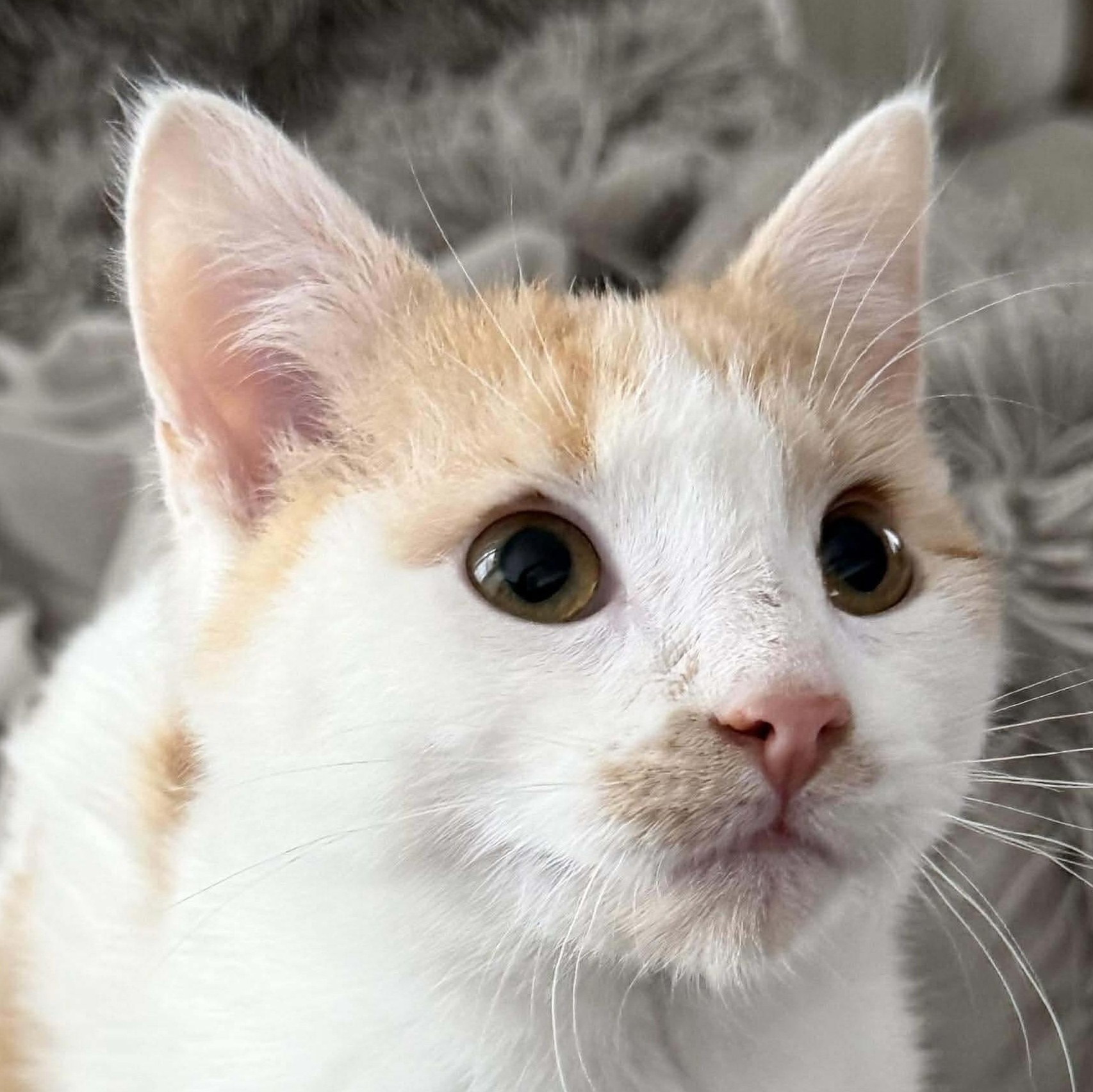 Enlarge Waylon, an adopted Domestic Short Hair in Houghton Lake, MI image 1/4