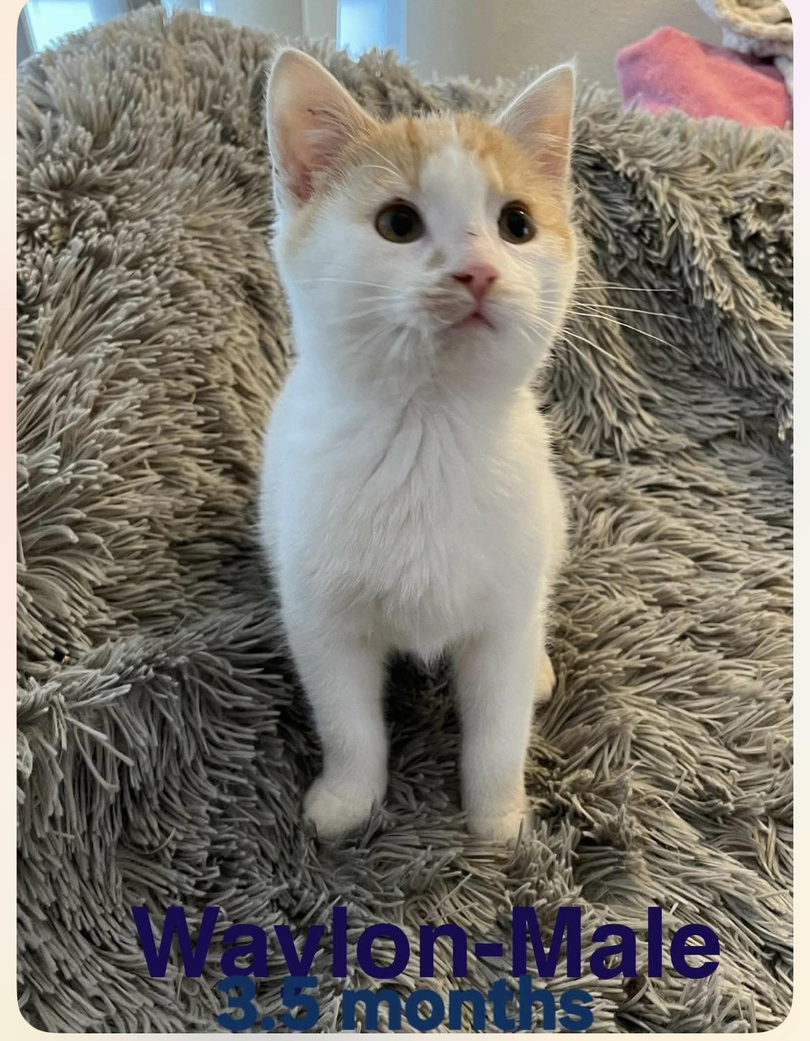 Enlarge Waylon, an adopted Domestic Short Hair in Houghton Lake, MI image 2/4