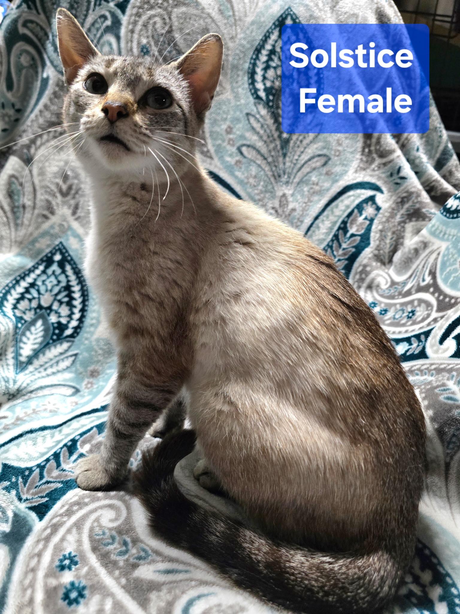 Solstice, Adoptable, Adult Female Domestic Short Hair.