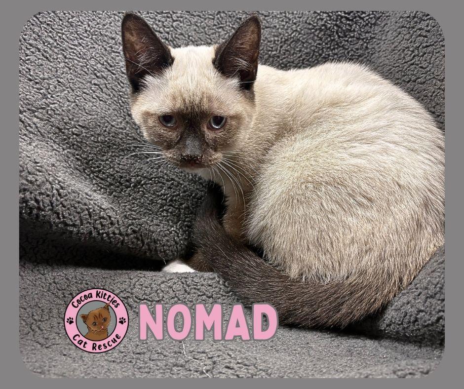 Nomad, Adopted, Young Male Domestic Short Hair.