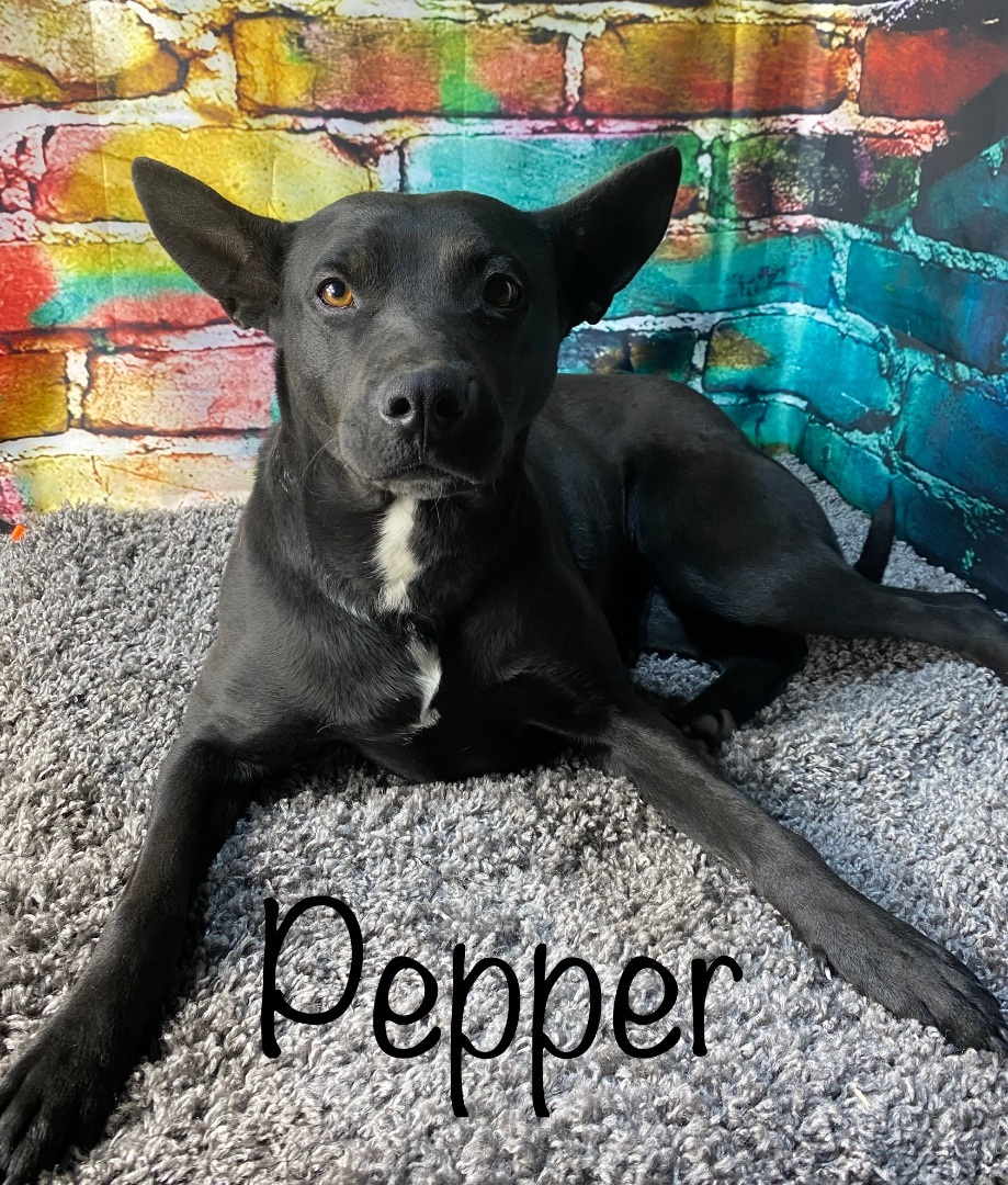 Pepper, Adopted, Adult Female Labrador Retriever & Australian Cattle Dog / Blue Heeler.