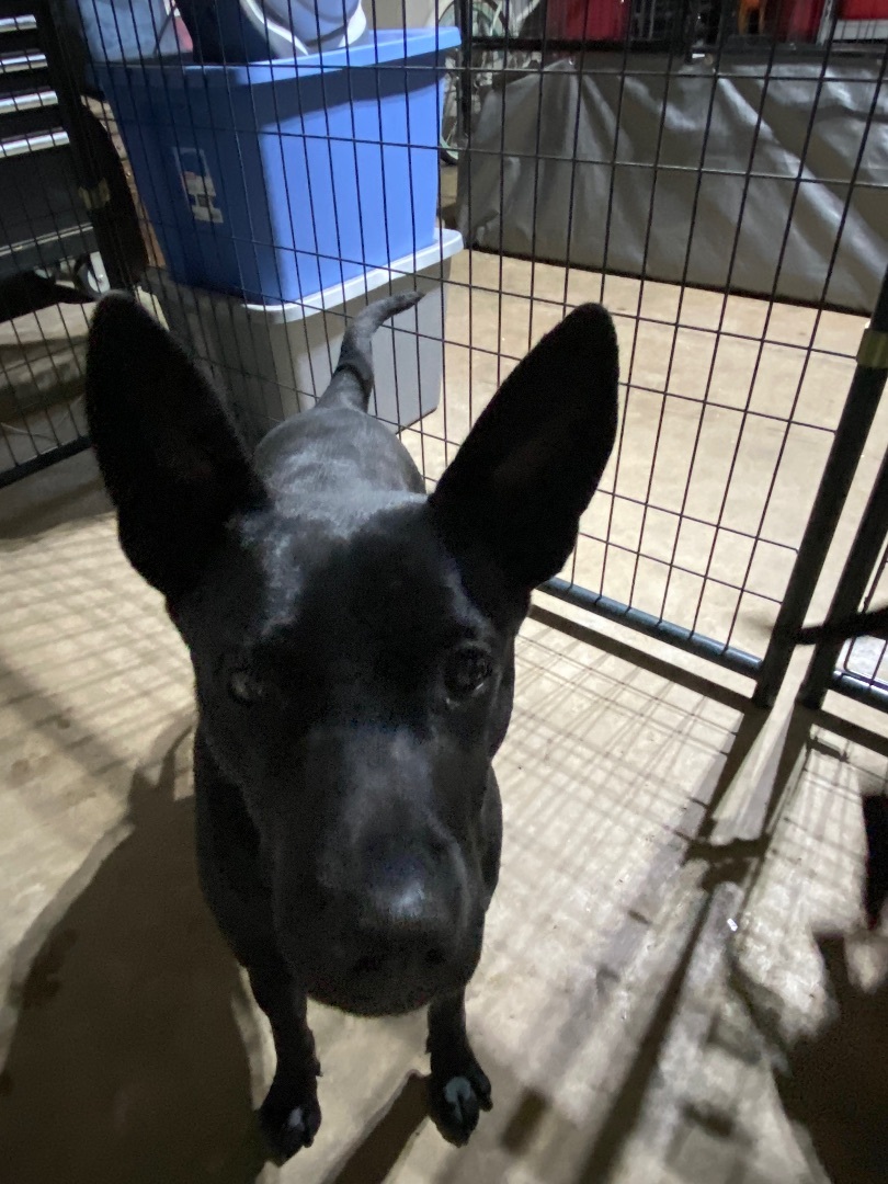 Pepper, a Adopted mixed breed in Lubbock, TX image 2/5