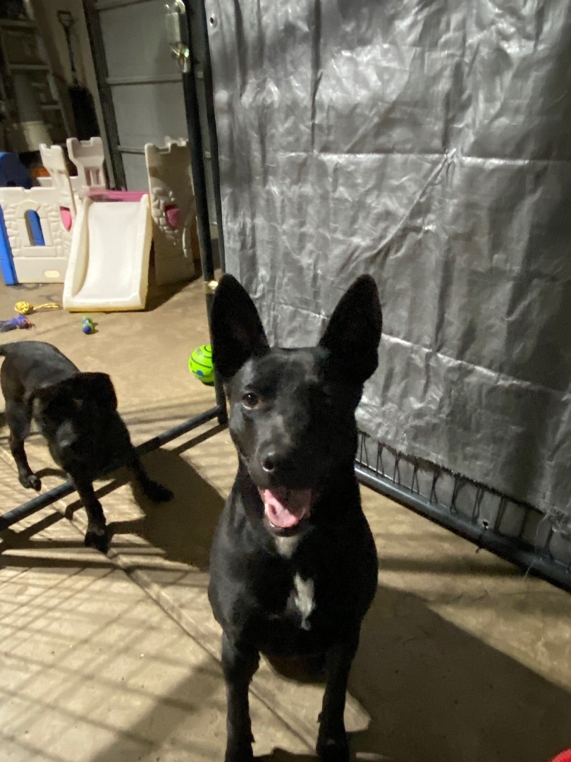 Pepper, a Adopted mixed breed in Lubbock, TX image 3/5