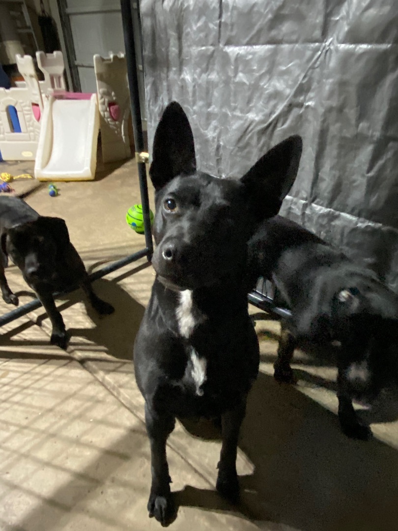 Pepper, a Adopted mixed breed in Lubbock, TX image 4/5