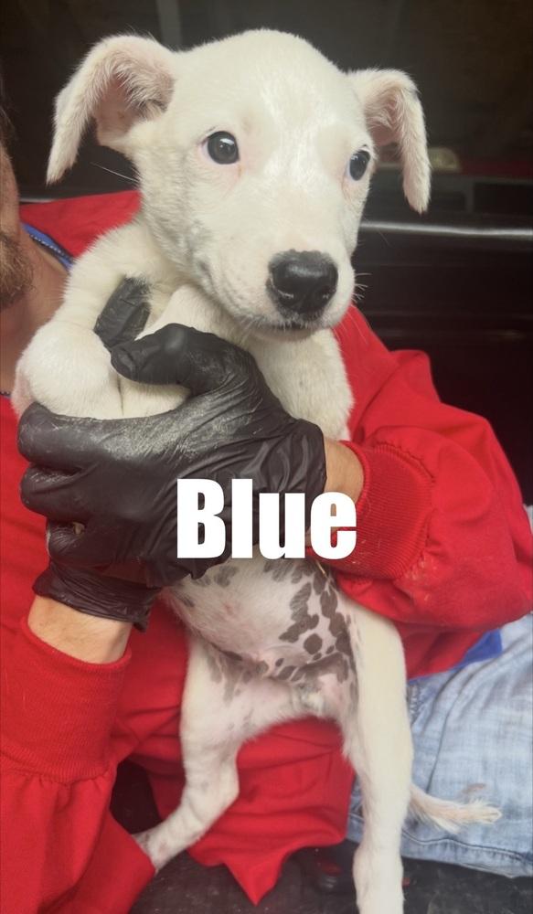 Blue, Adoptable, Puppy Male Cattle Dog.