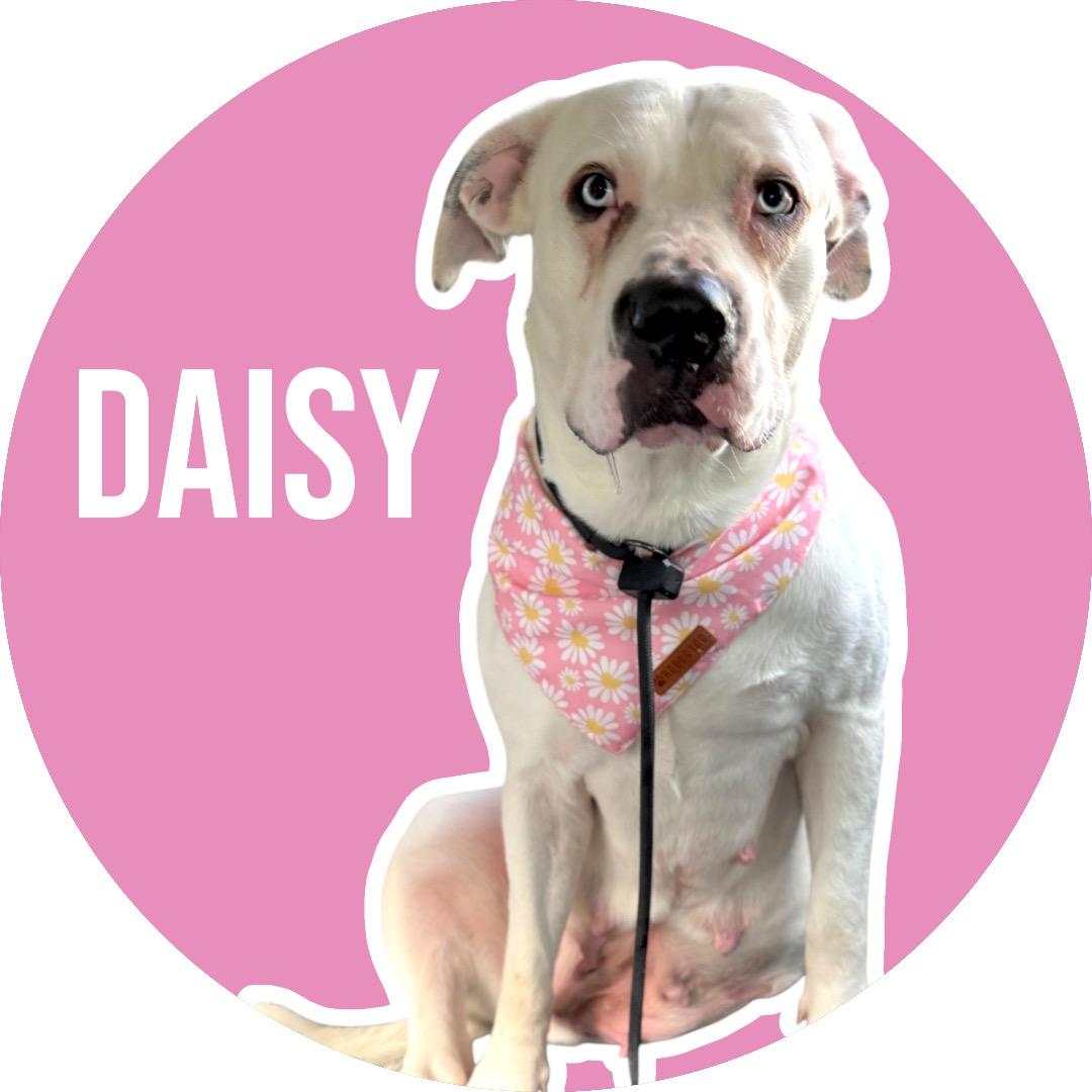 Enlarge Daisy, a Adoptable mixed breed in Ennis, TX image 1/6