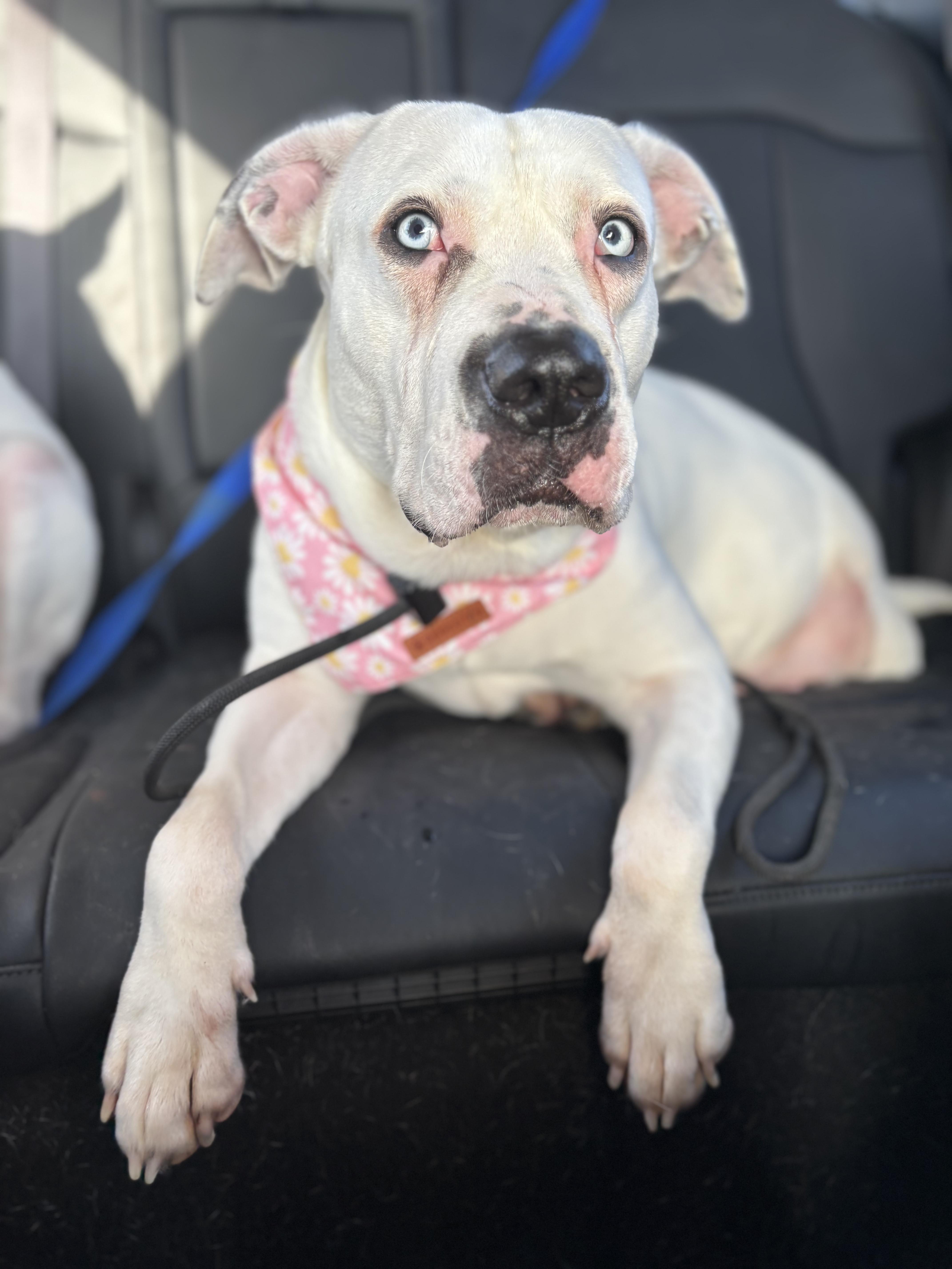 Enlarge Daisy, a Adoptable mixed breed in Ennis, TX image 2/6